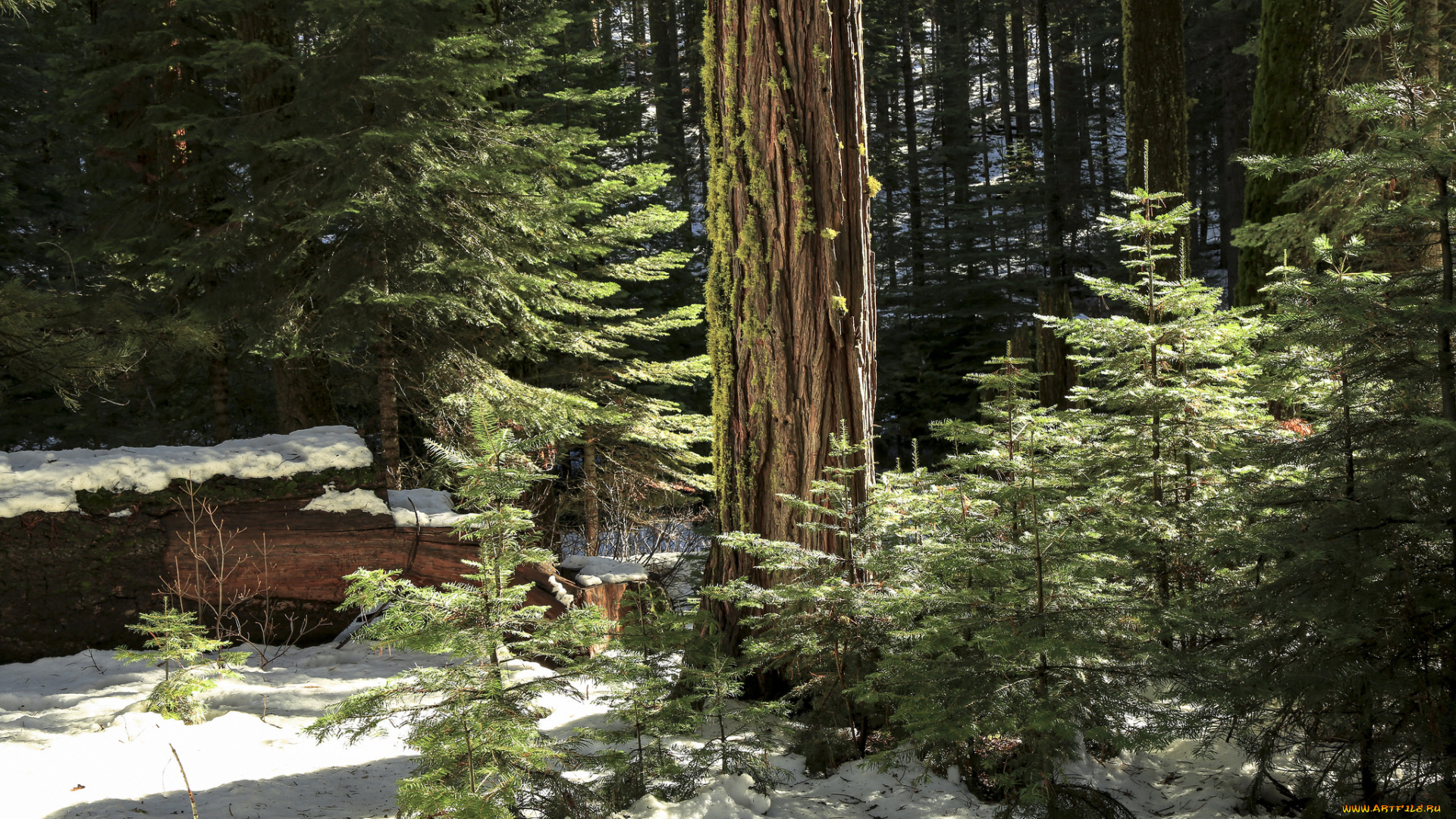 природа, лес, снег, елочки