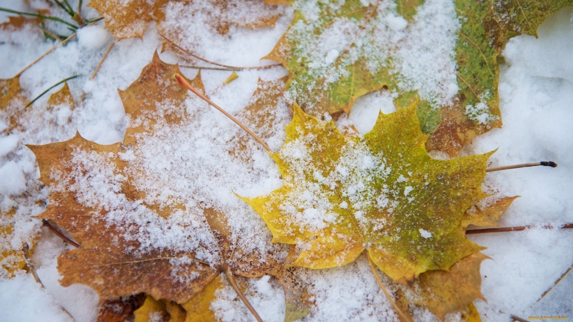 природа, листья, цвет, снег, макро