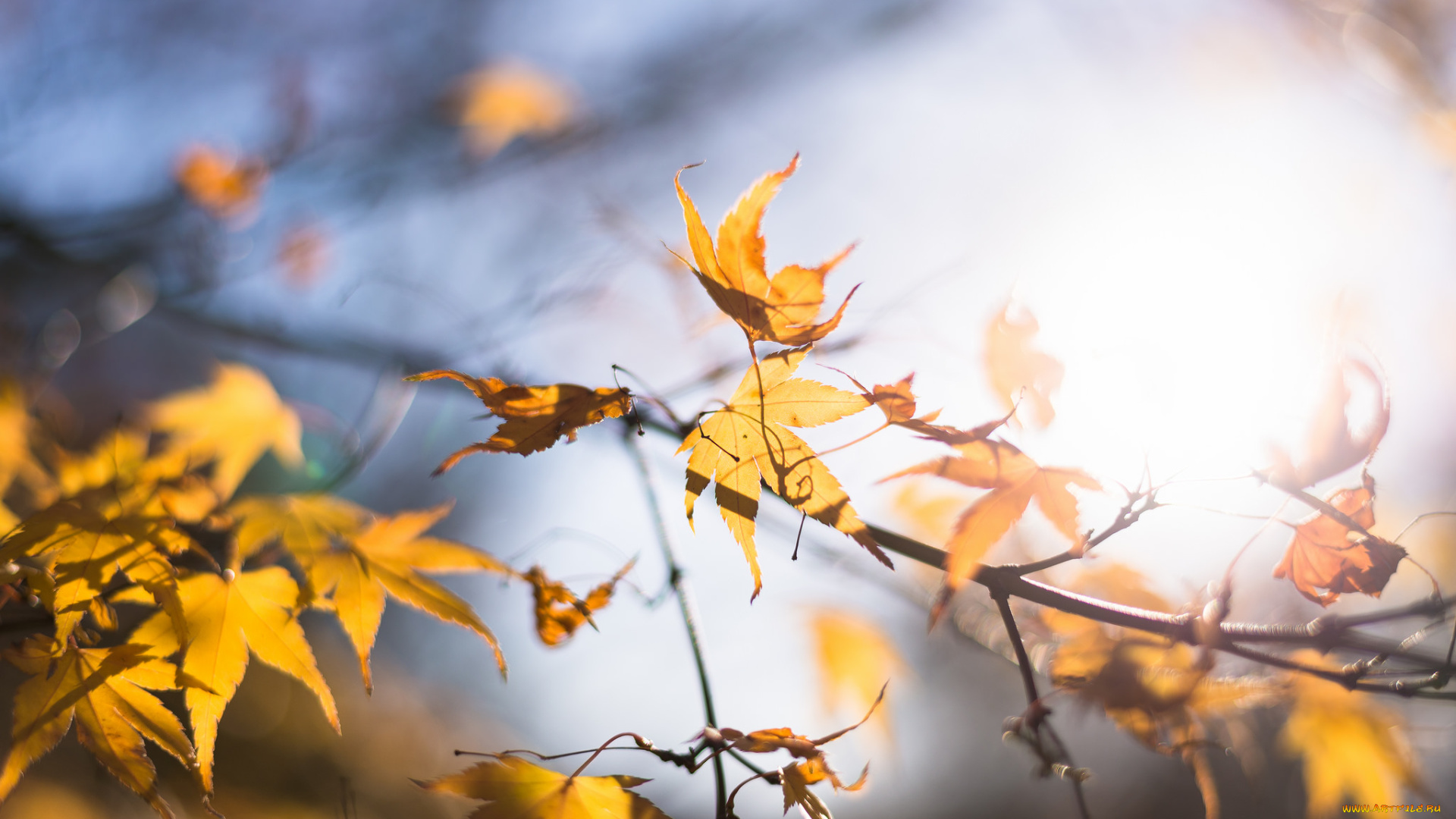 природа, листья, ветка, осень, макро, жёлтый, цвет, свет, солнце, размытие