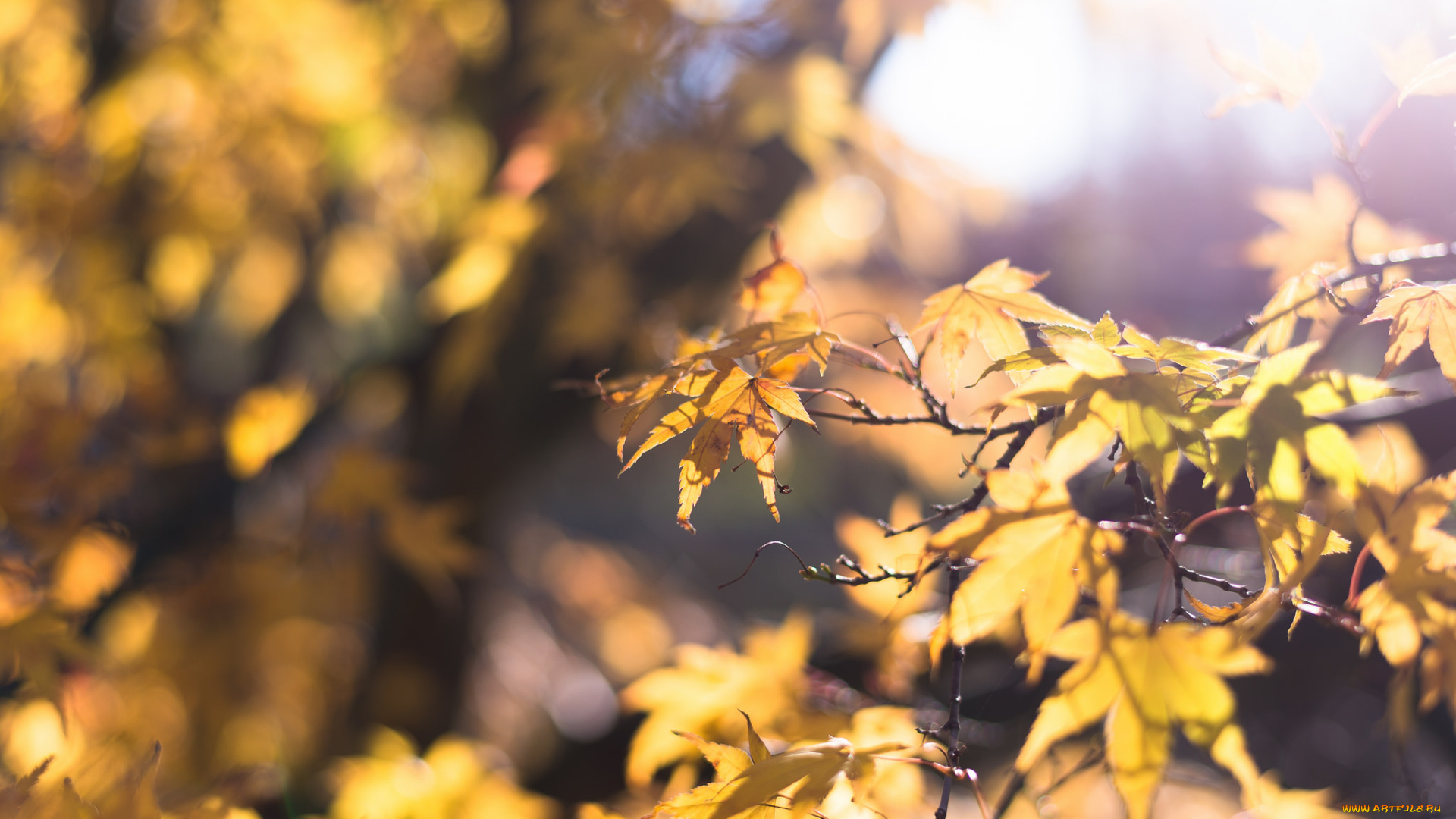природа, листья, жёлтый, осень, свет, блики
