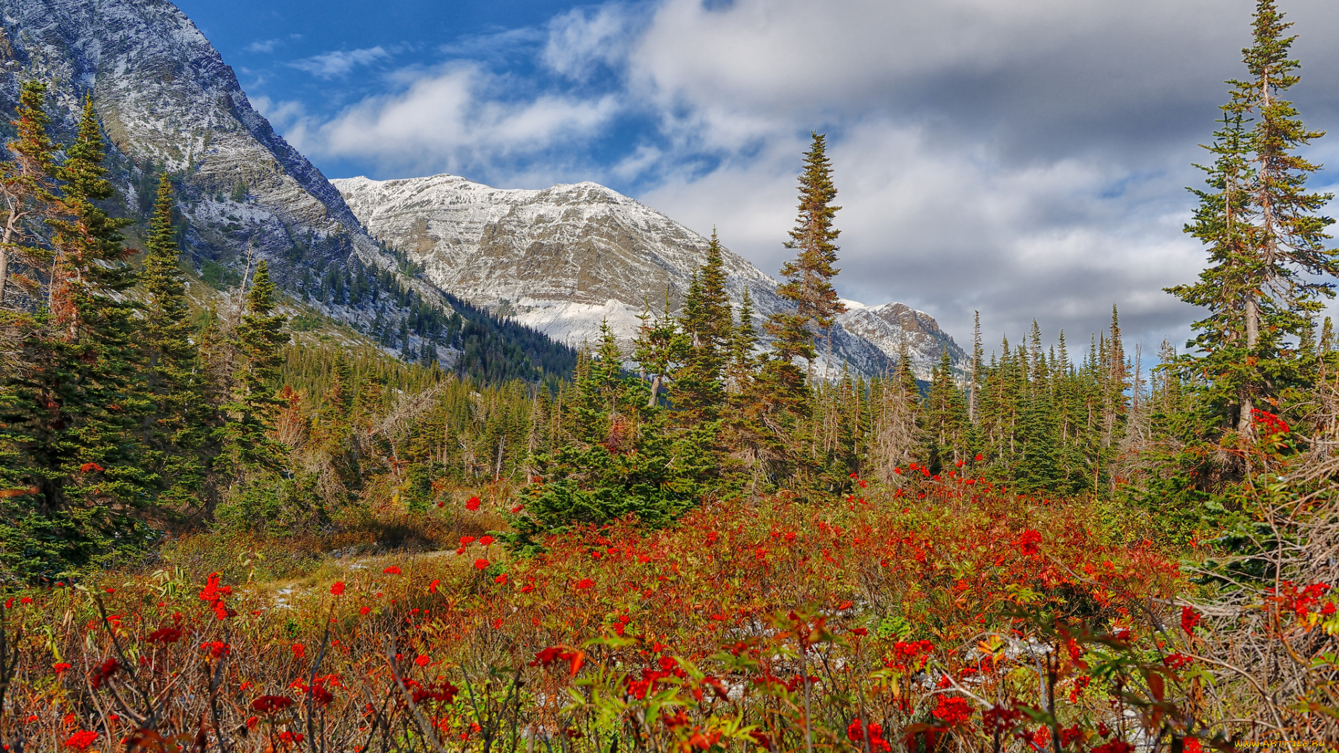 природа, луга, горы, лес, кустарник, цветы