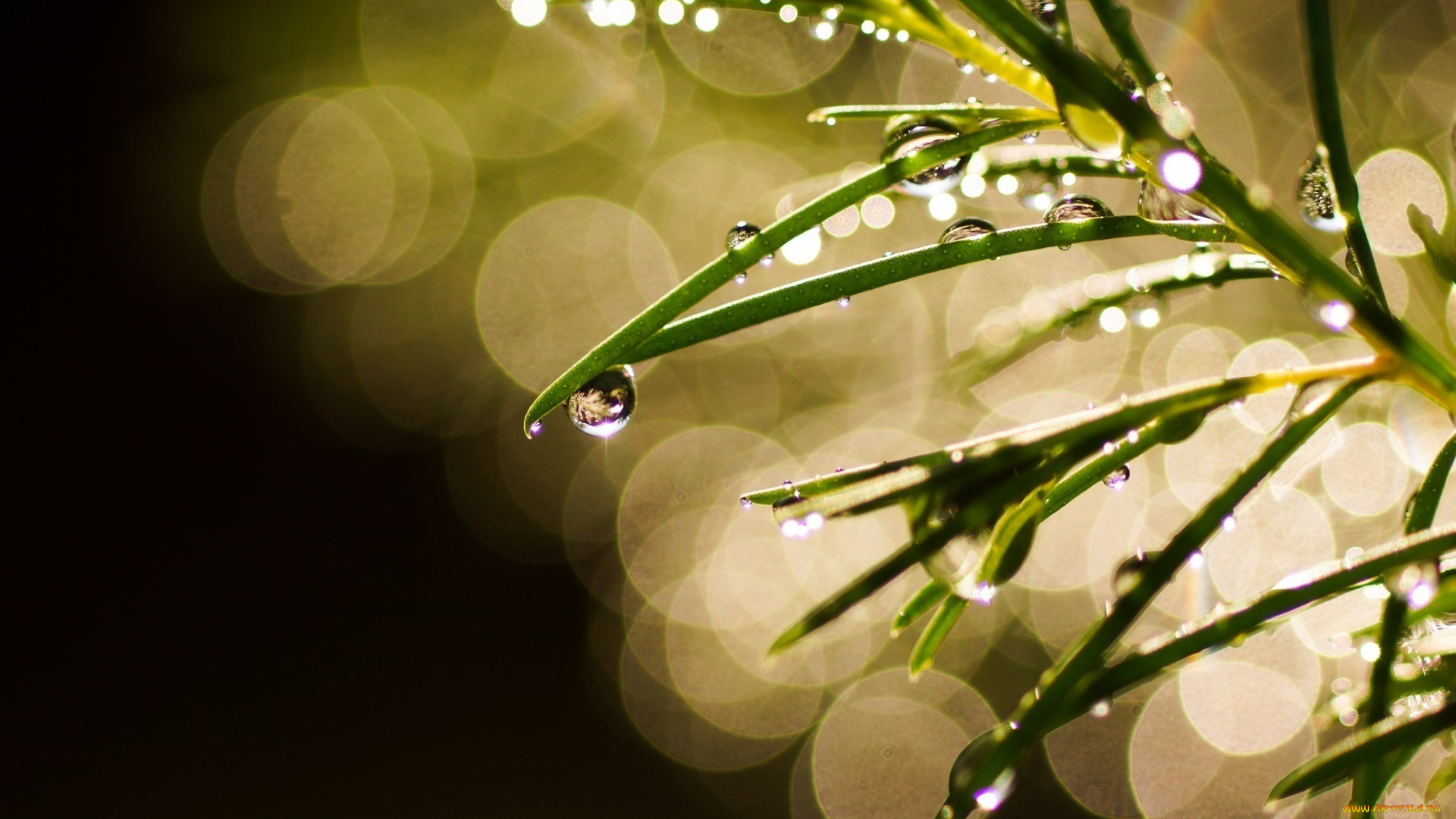 природа, макро, блики, капли, ветка, зелёный, боке, блеск