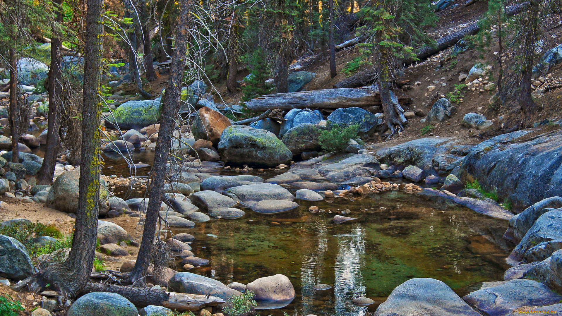 природа, реки, озера, лес, ручей