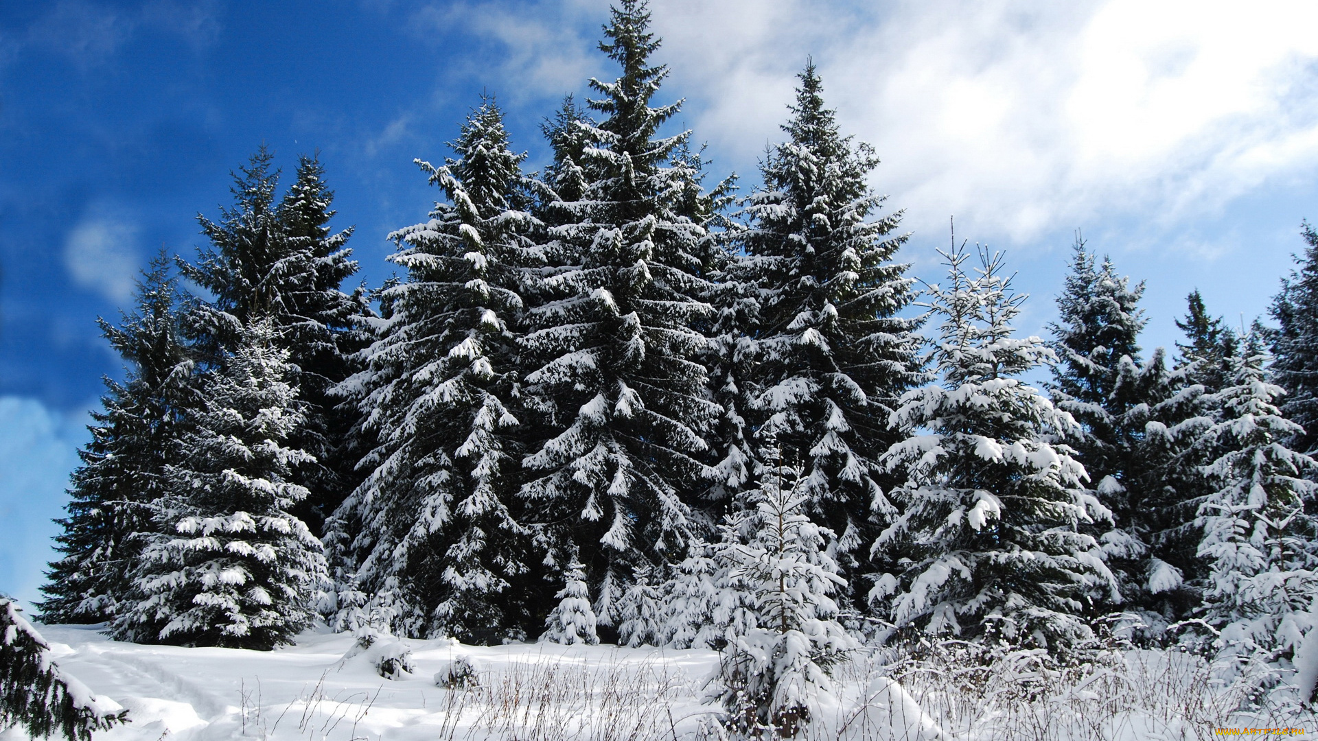 природа, зима, ели