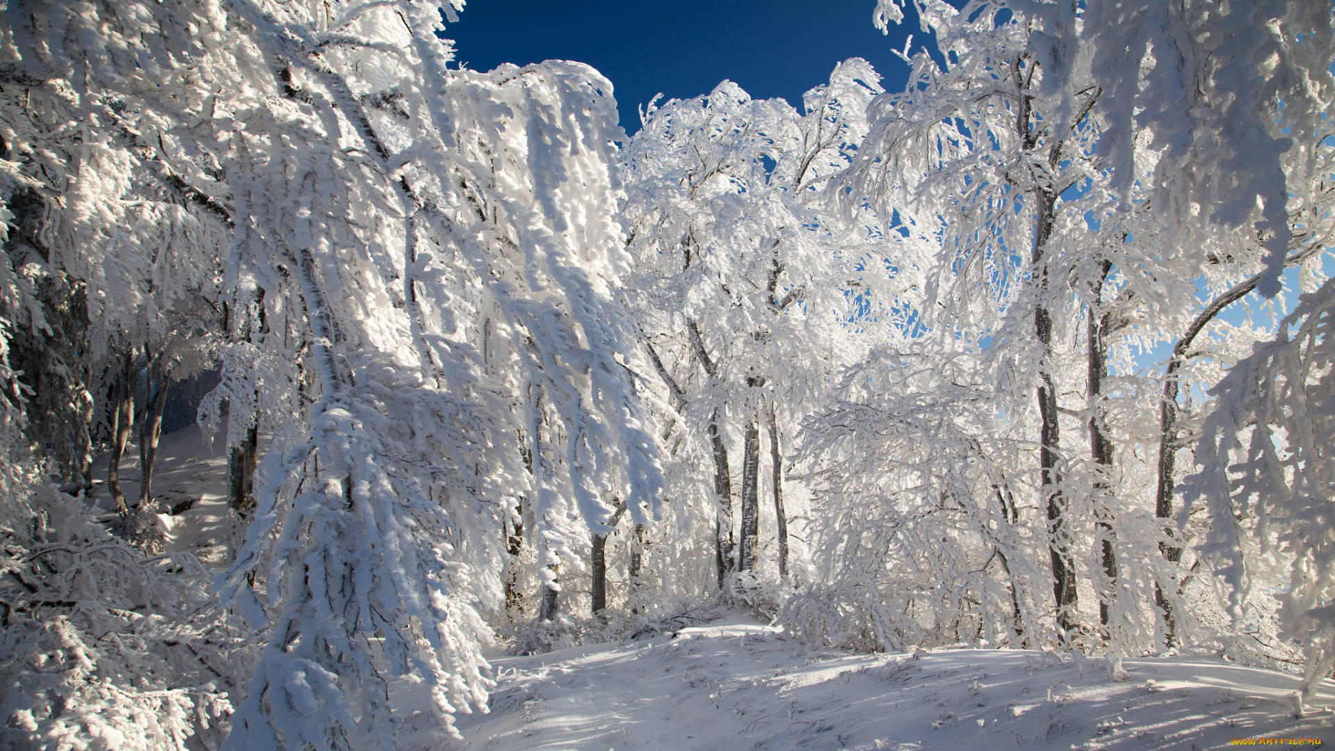 природа, зима, снег, деревья, тропинка, лес