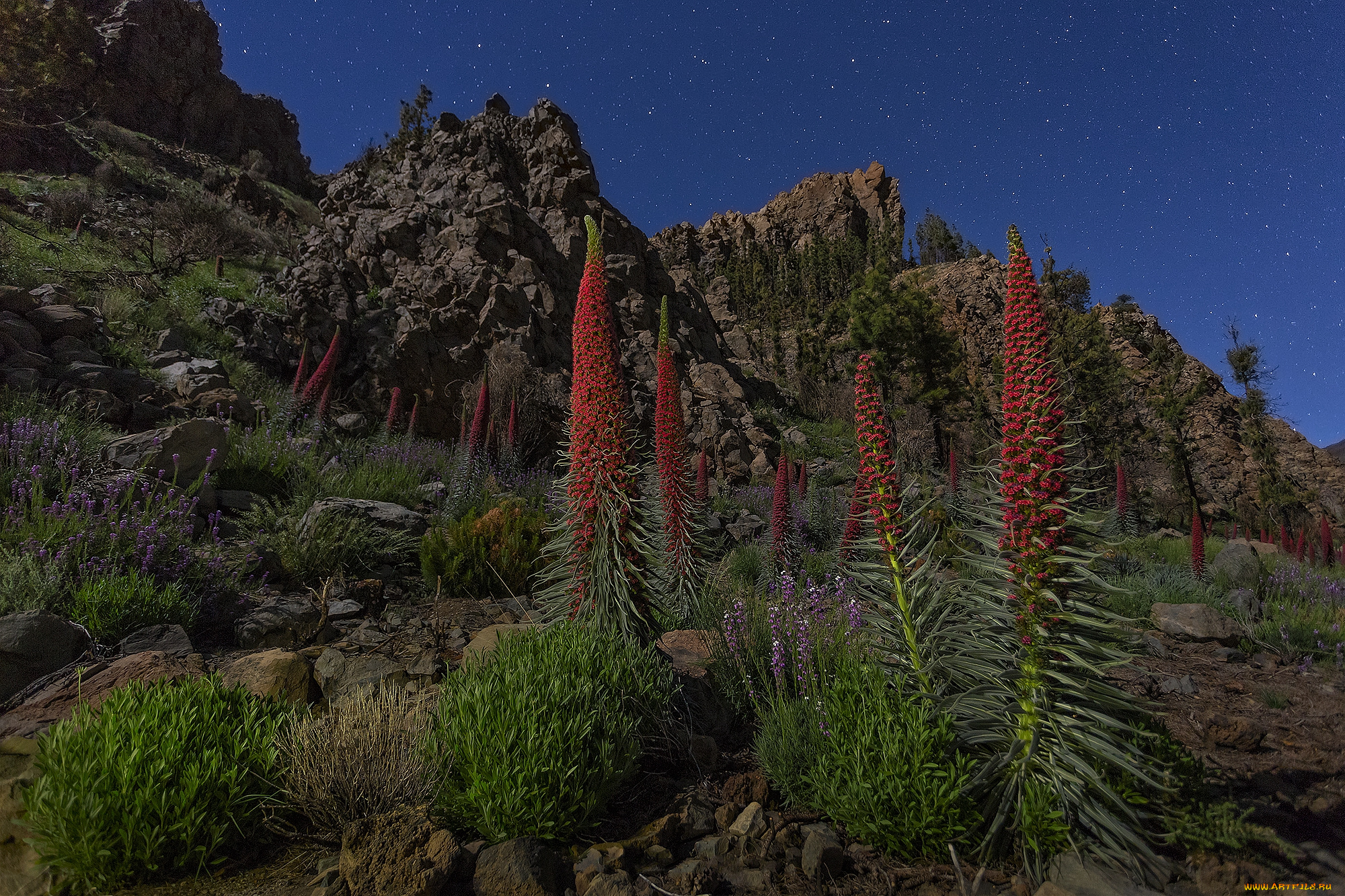 природа, горы, скалы, небо, звезды, цветы