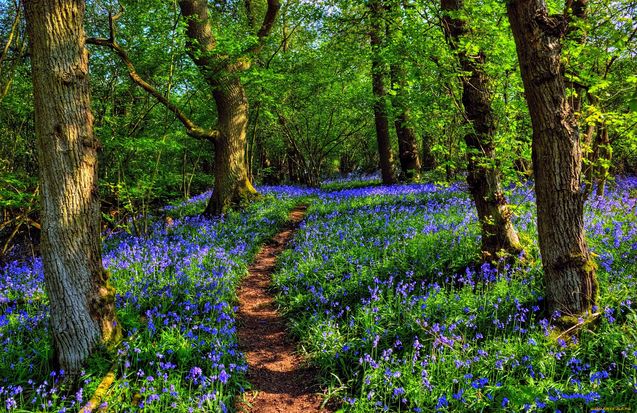 природа, дороги, лес, тропа, цветы