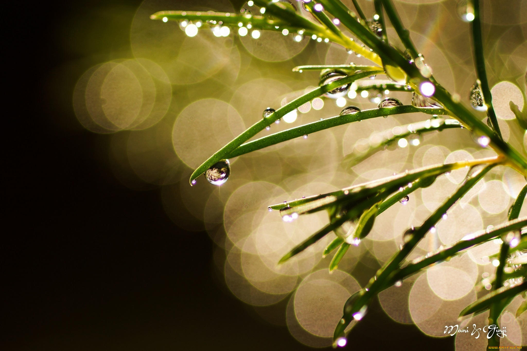 природа, макро, блики, капли, ветка, зелёный, боке, блеск