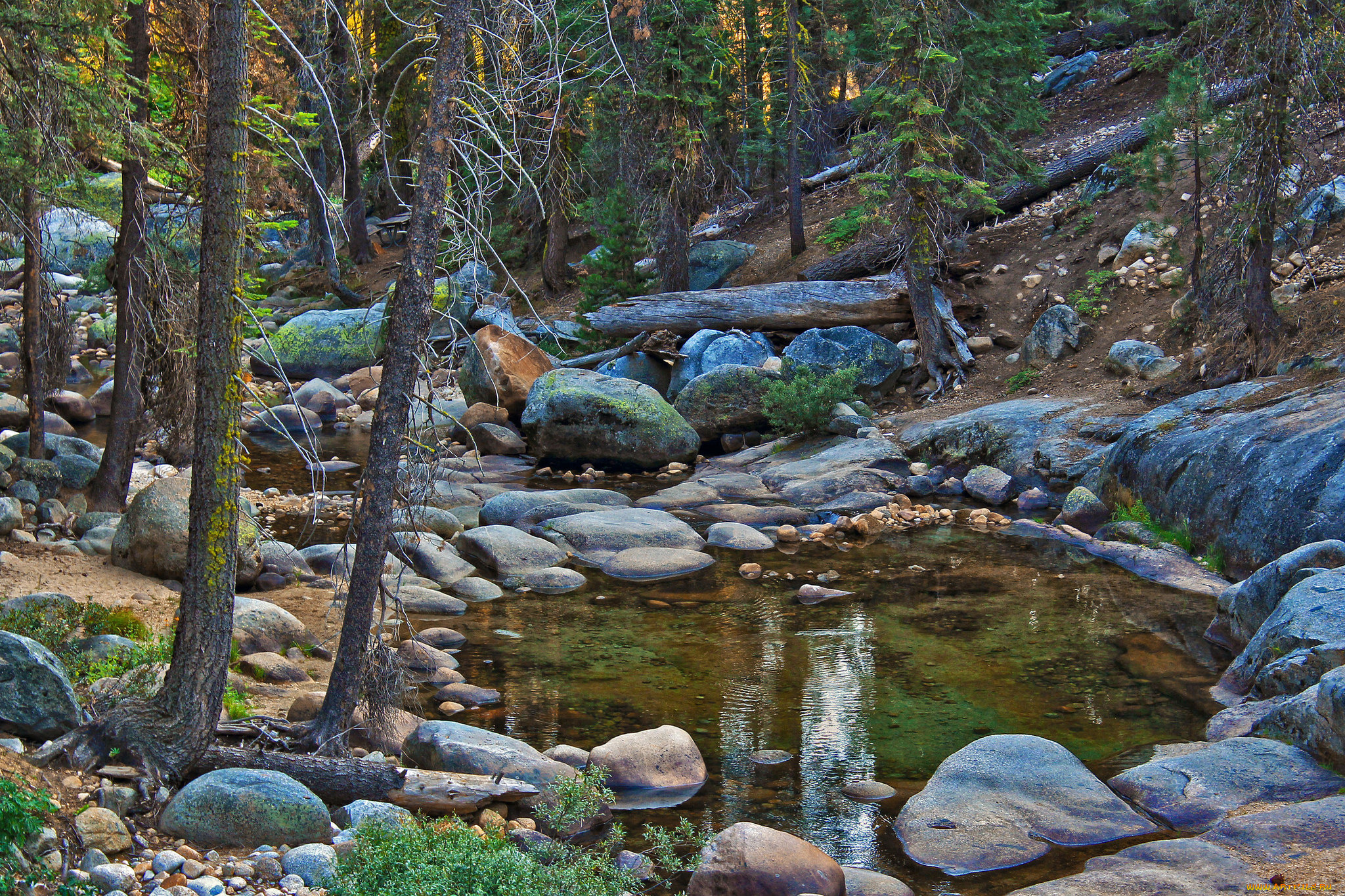 природа, реки, озера, лес, ручей