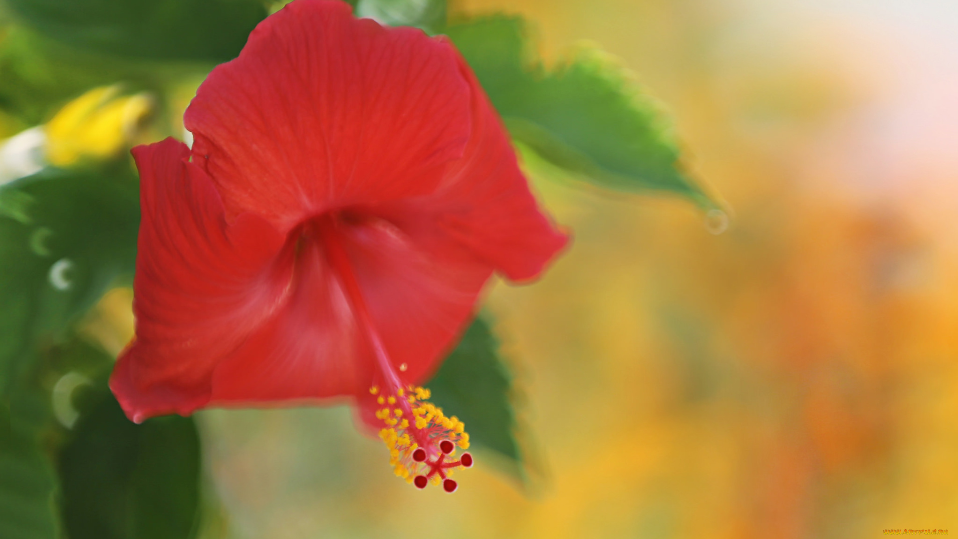 цветы, гибискусы, тычинки, цветение, ярко, лепестки, листики, гибискус