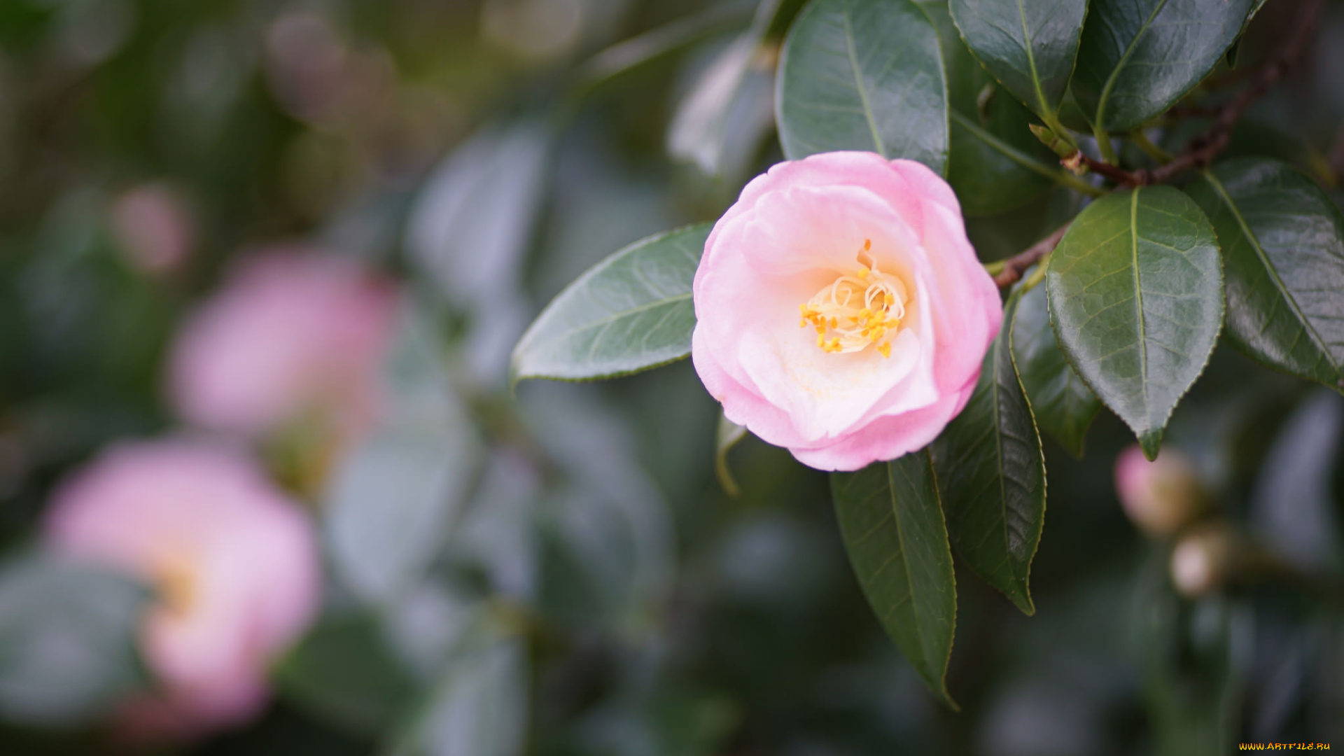 цветы, камелии, камелия, нежность, цветение, листья, лепестки, розовая, бутон