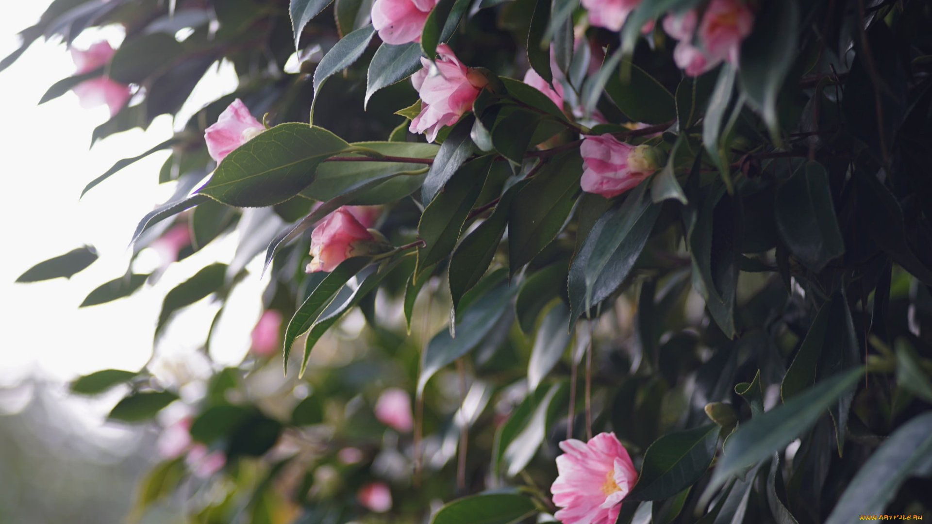 цветы, камелии, кустарник, цветение, бутон, flowering, bud, leaf, camellia, листья, камелия, shrubs