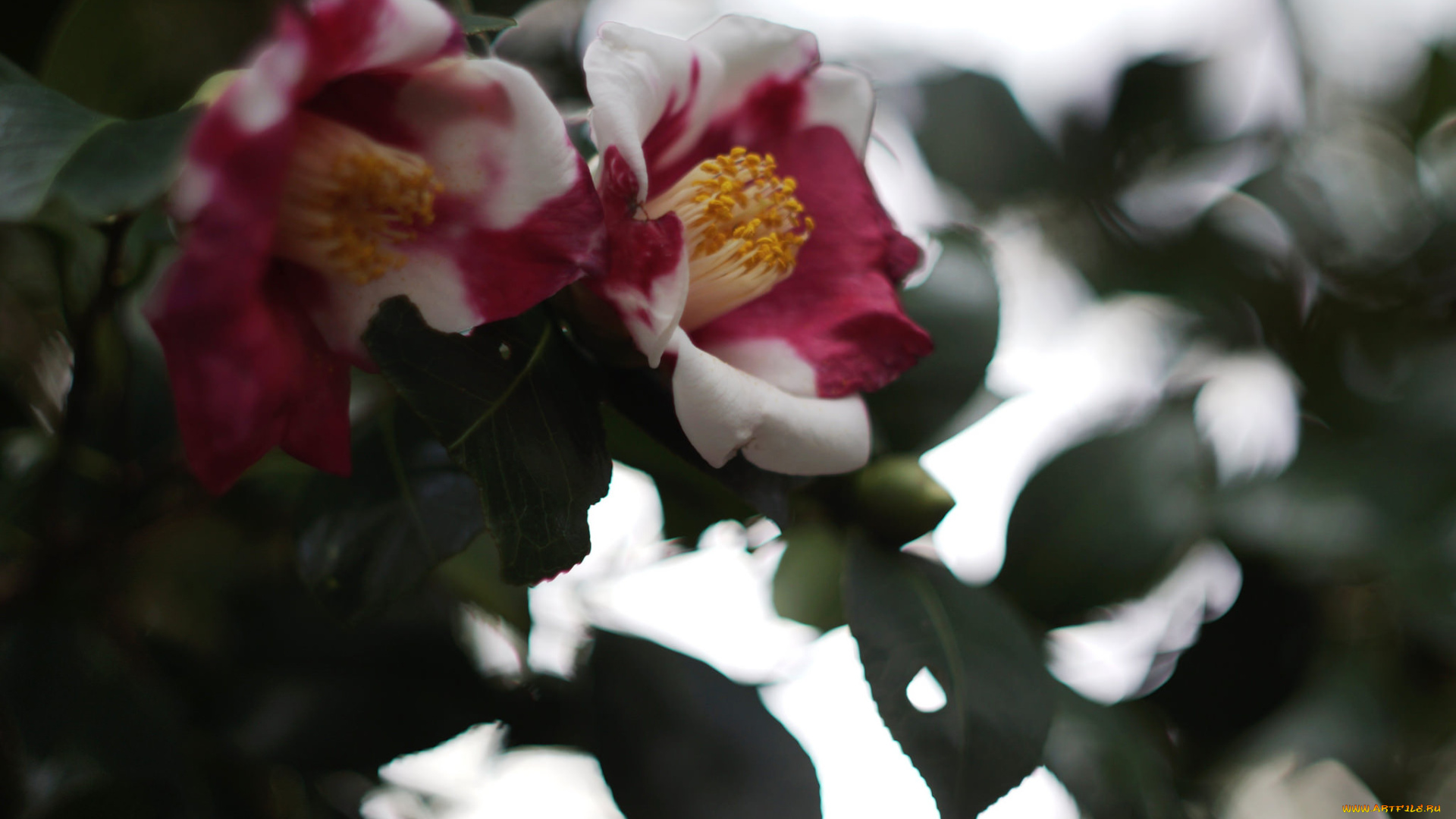 цветы, камелии, кустарник, цветение, бутон, листья, камелия