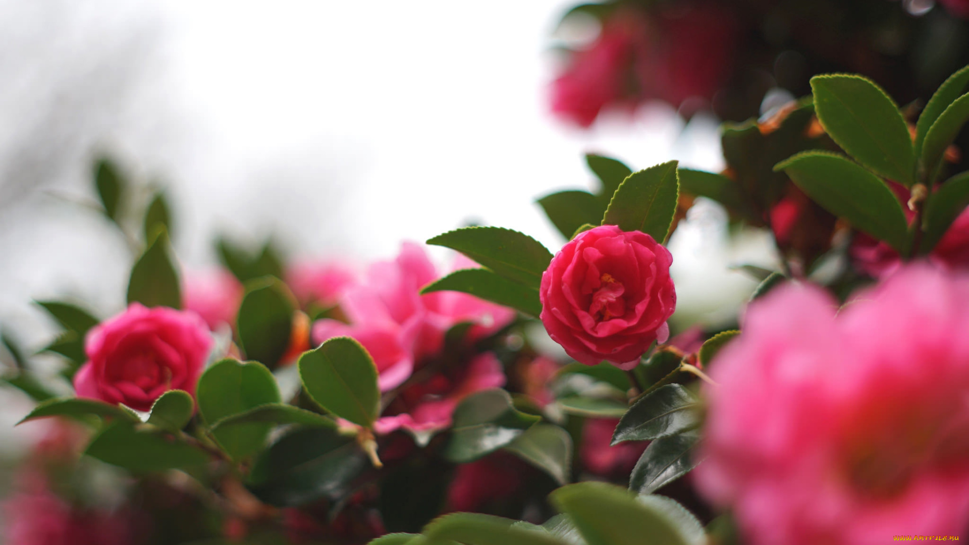 цветы, камелии, кустарник, цветение, бутон, листья, shrubs, камелия, flowering, bud, leaf, camellia