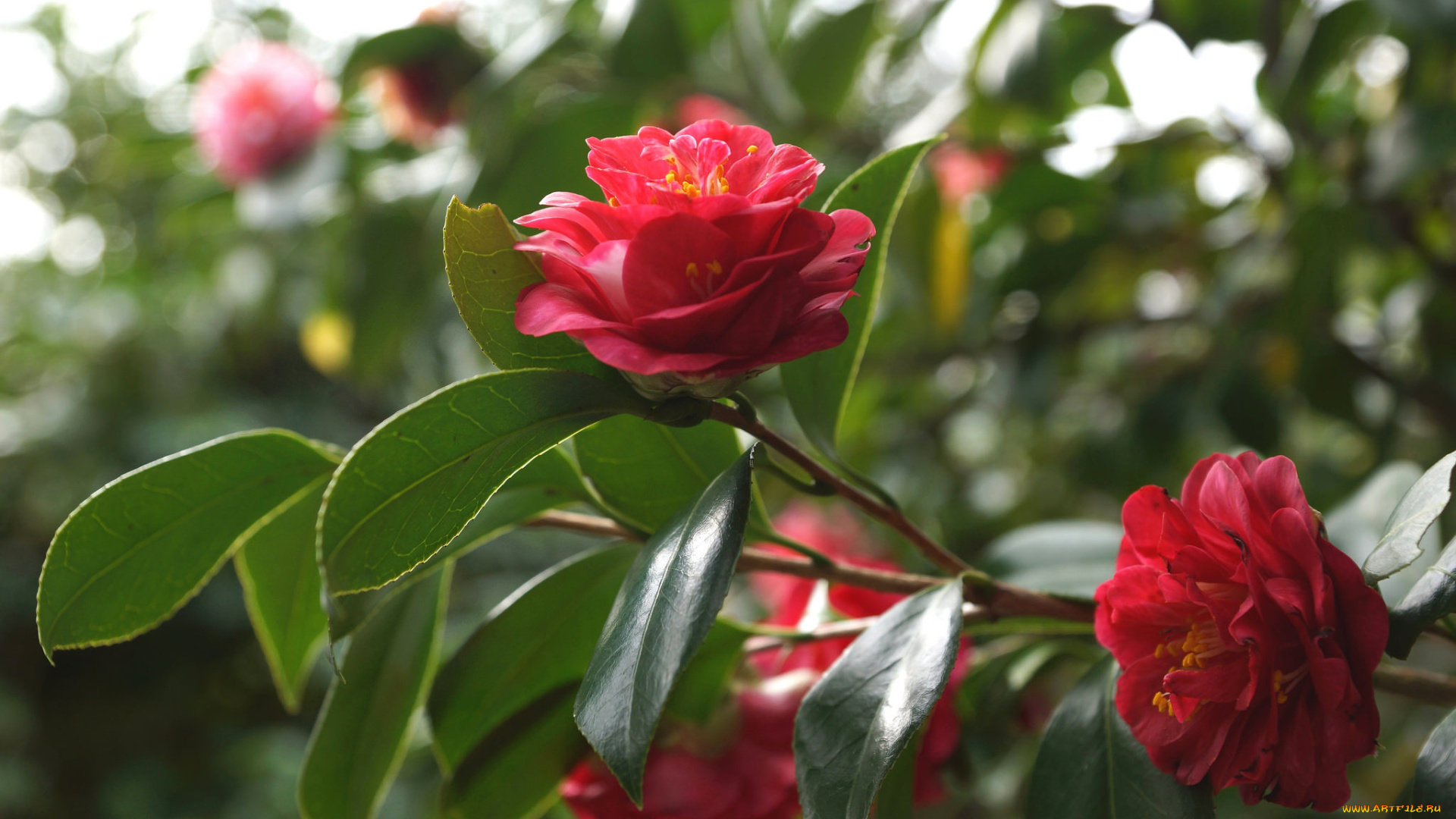 цветы, камелии, листья, камелия, бутон, кустарник, цветение, shrubs, leaf, camellia, bud, flowering