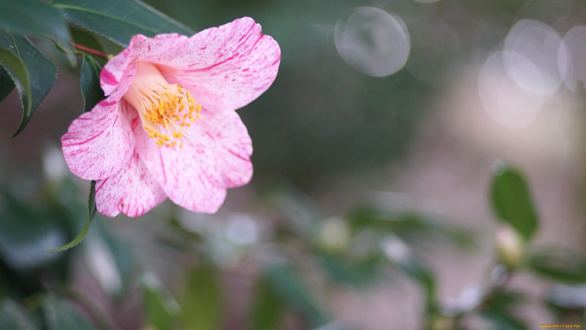 цветы, камелии, нежность, цветение, розовая, лепестки, листья, бутон, камелия