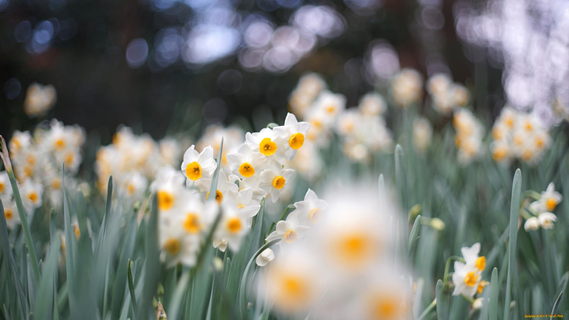 цветы, нарциссы, цветение