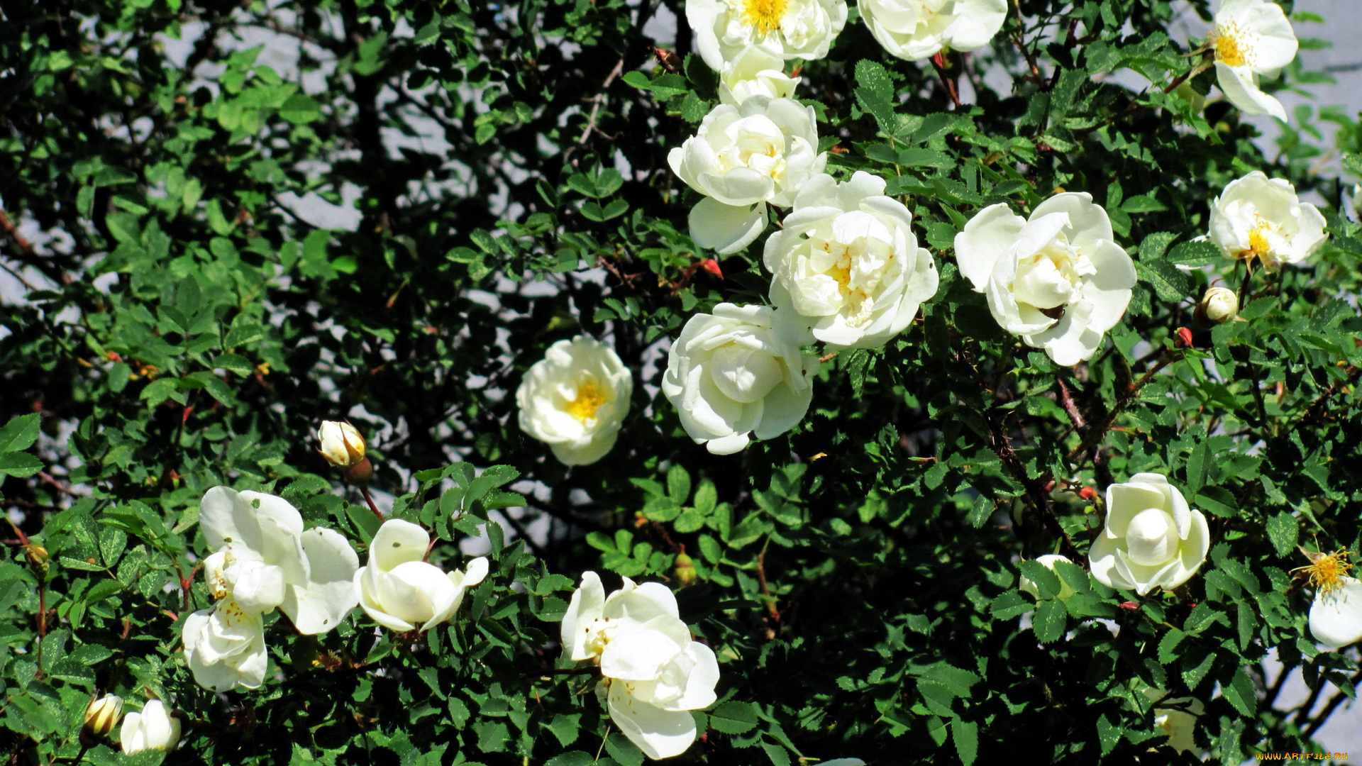 цветы, розы, белый