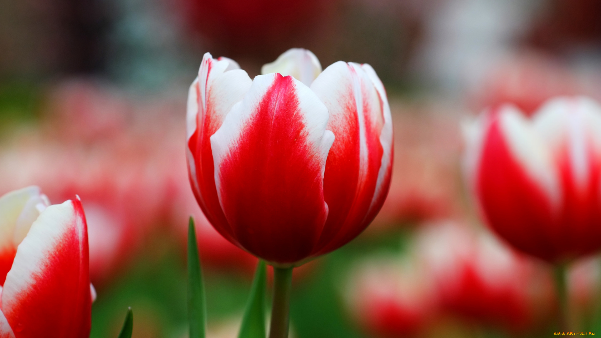 цветы, тюльпаны, нежность, цветение, лепестки