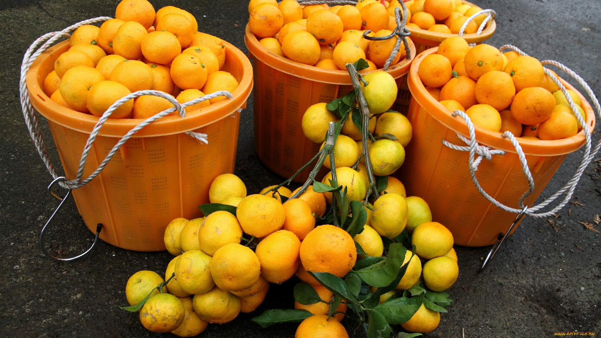 еда, цитрусы, ведра, урожай, мандарины, ветки