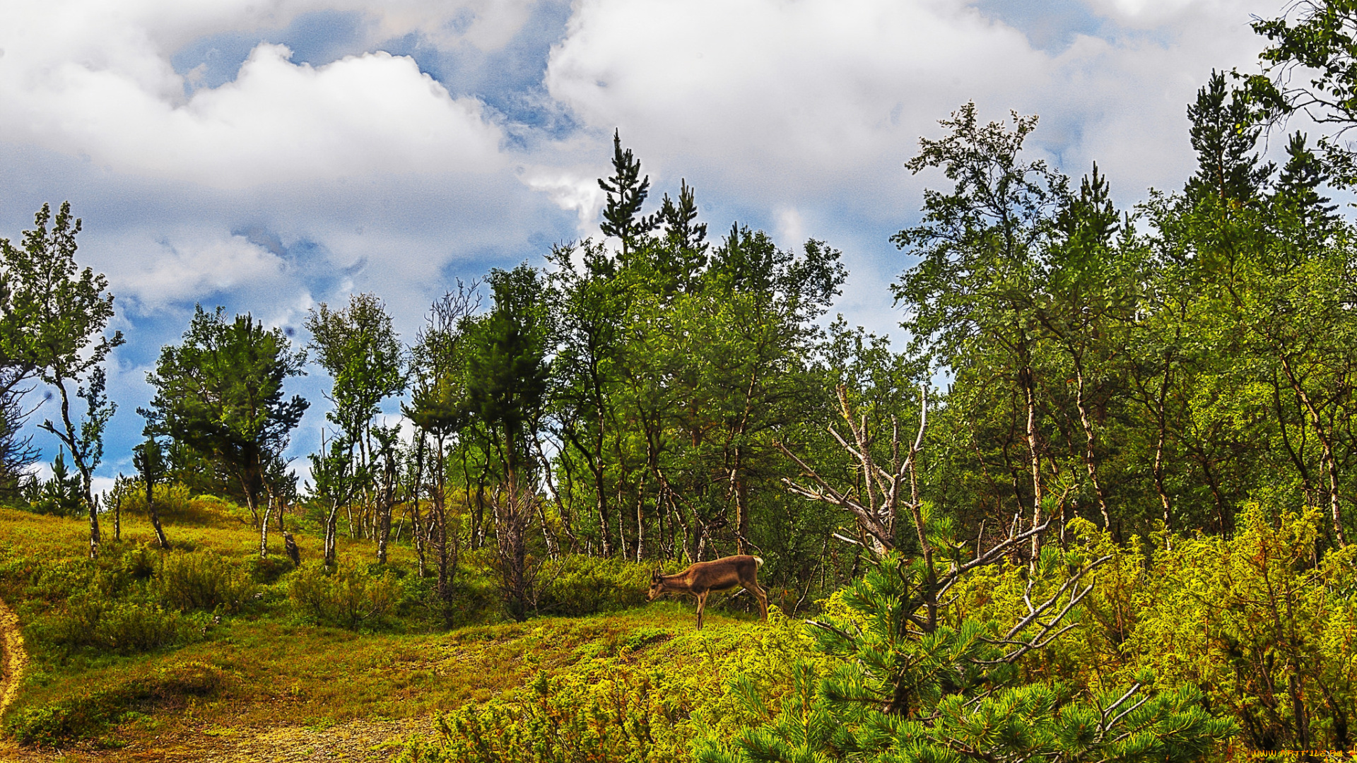 природа, лес, натура