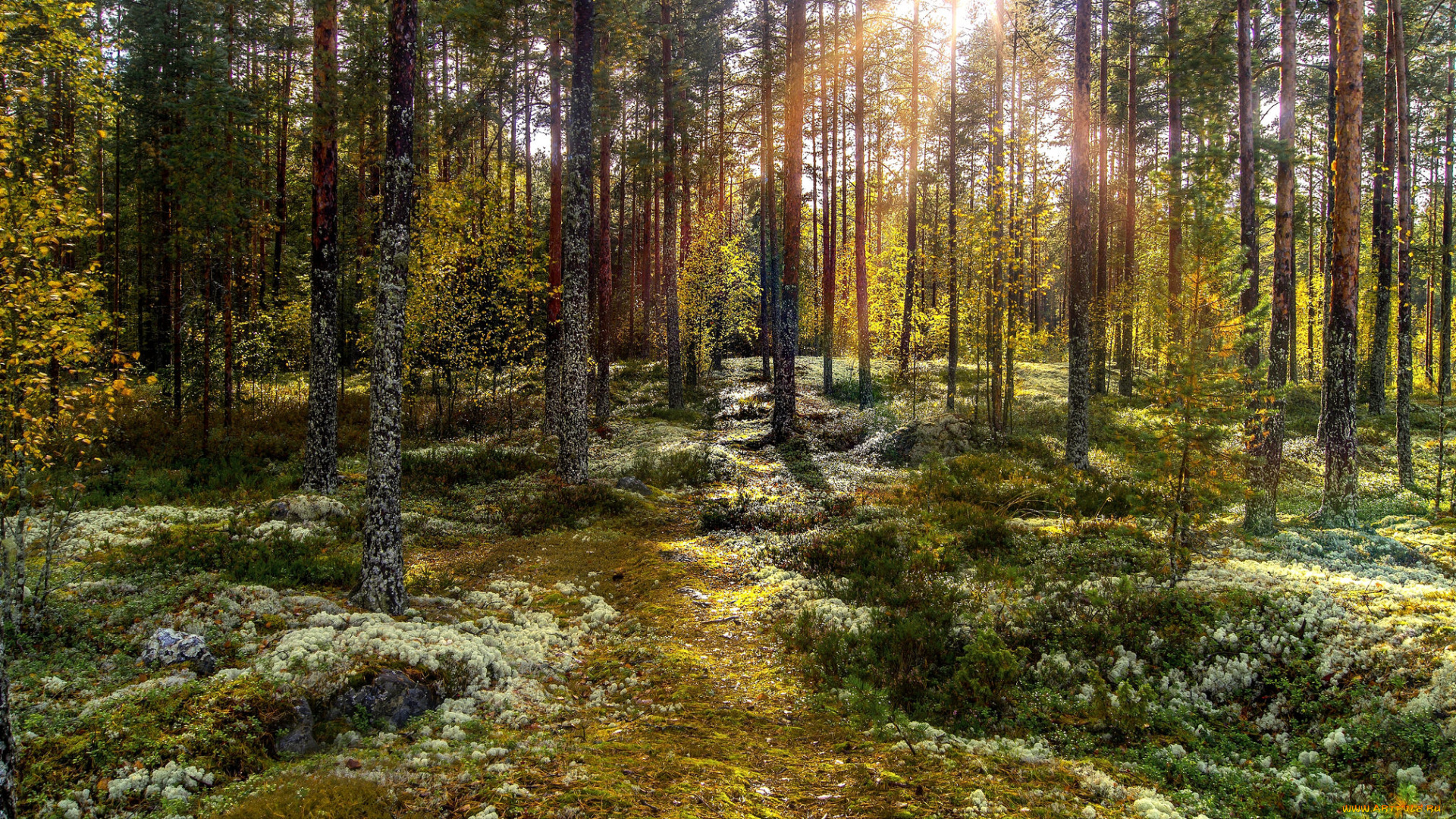 природа, лес, натура