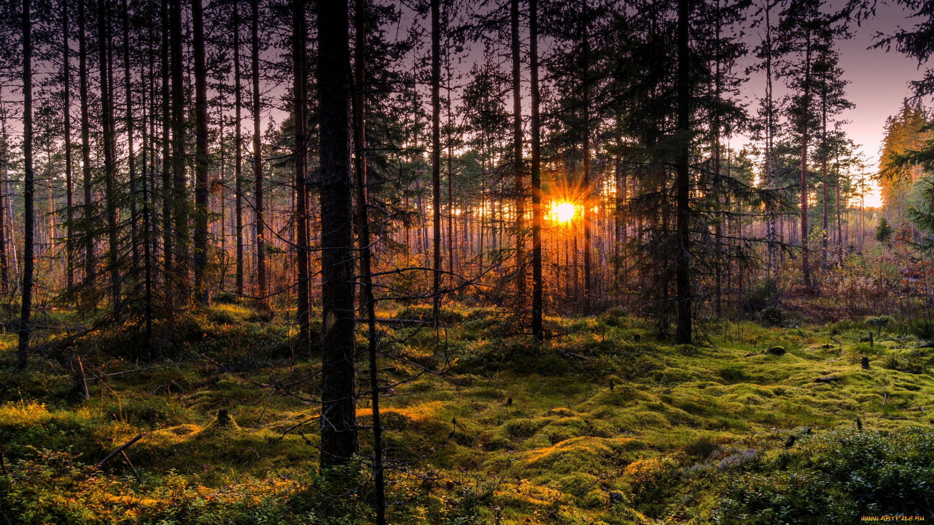 природа, лес, натура