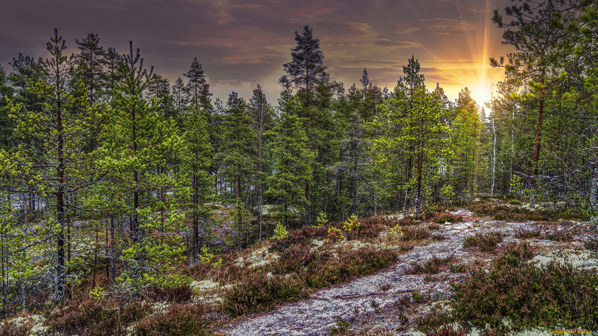 природа, лес, натура