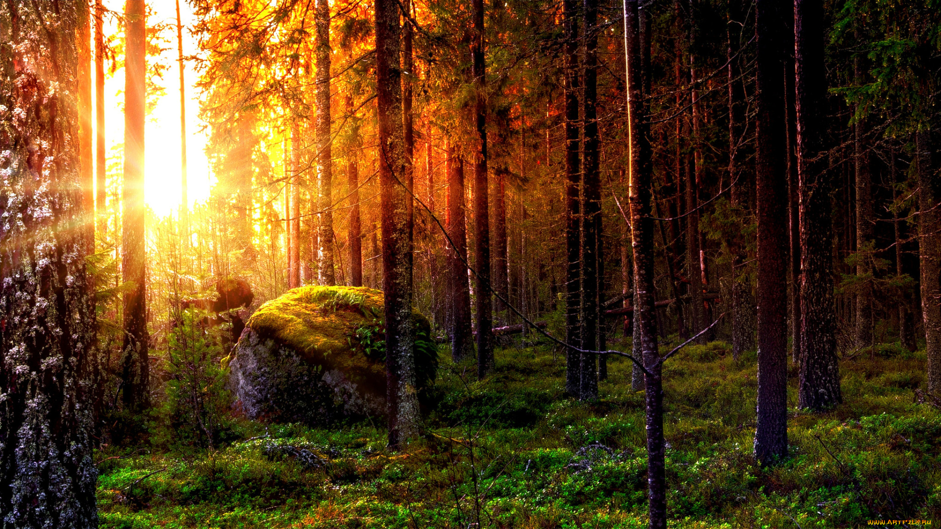 природа, лес, натура