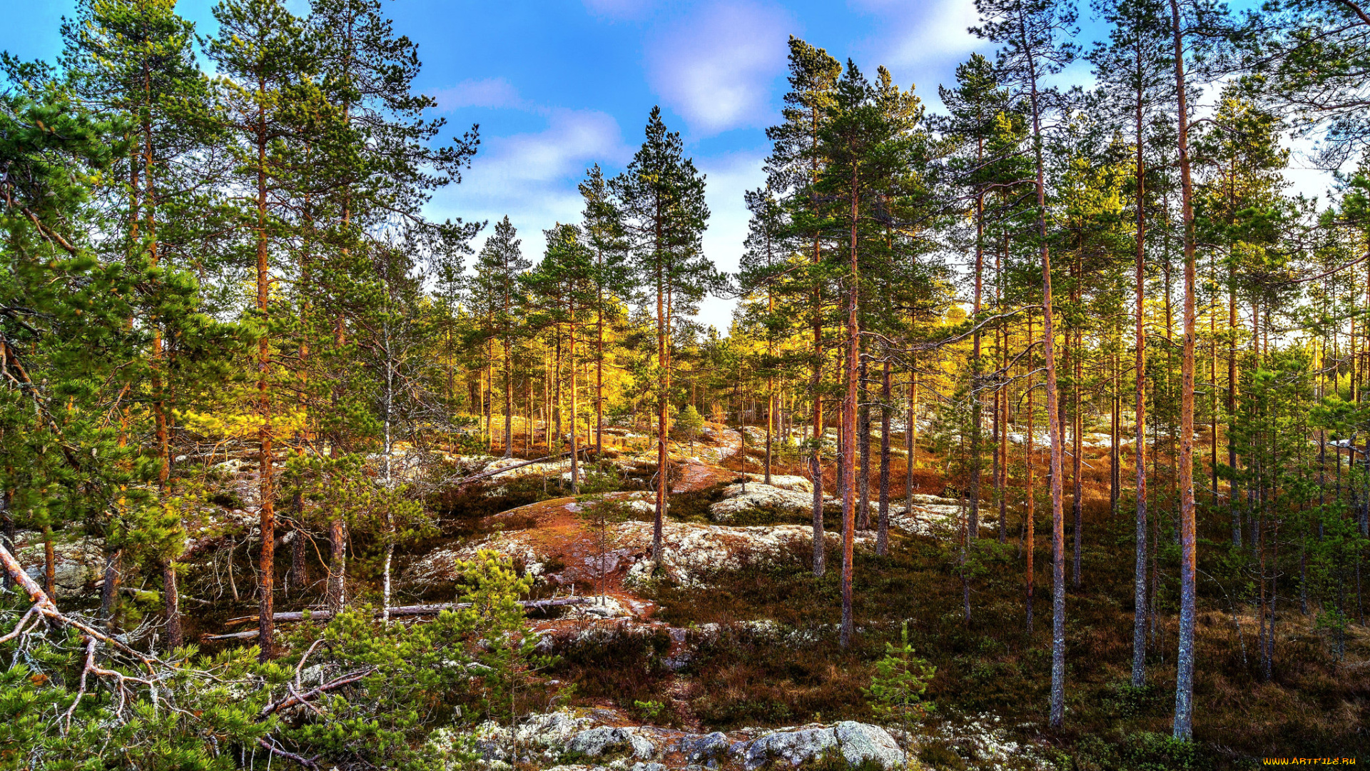 природа, лес, натура