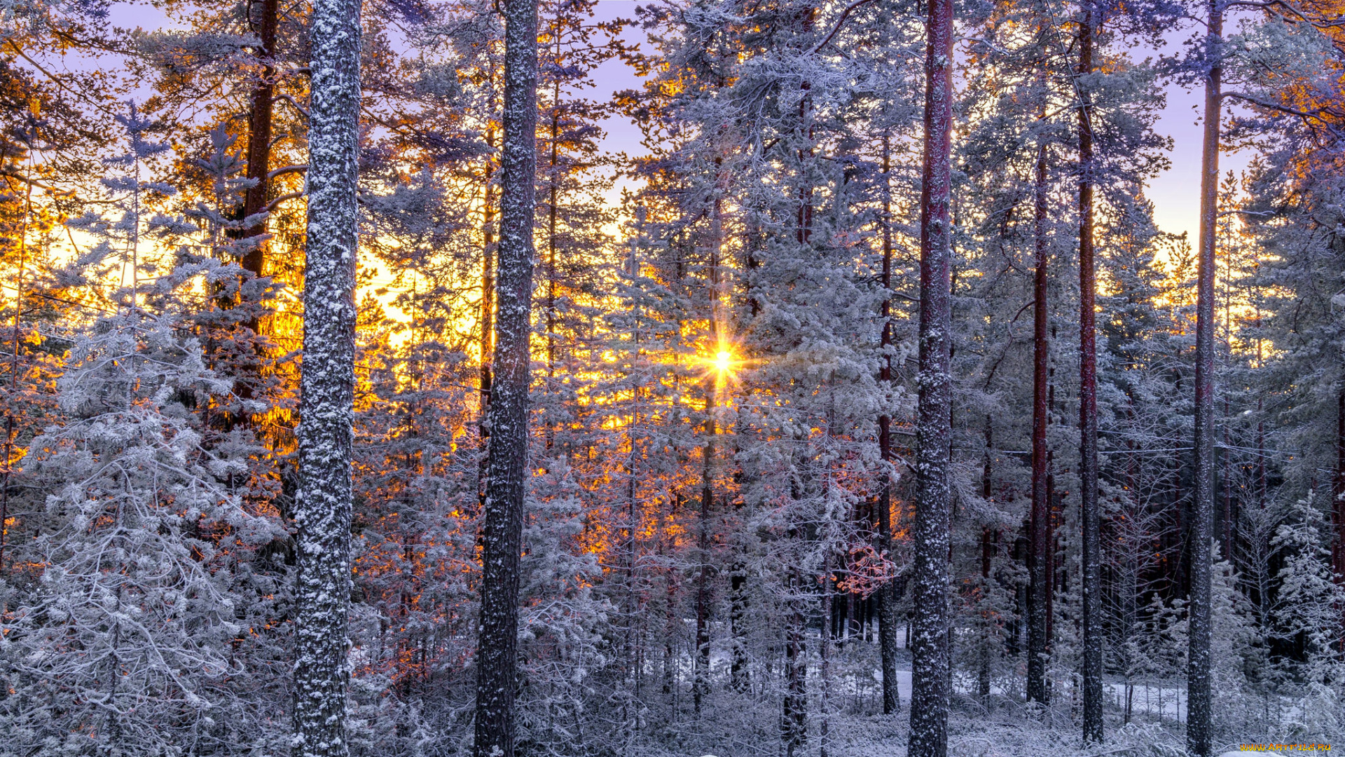 природа, лес, натура