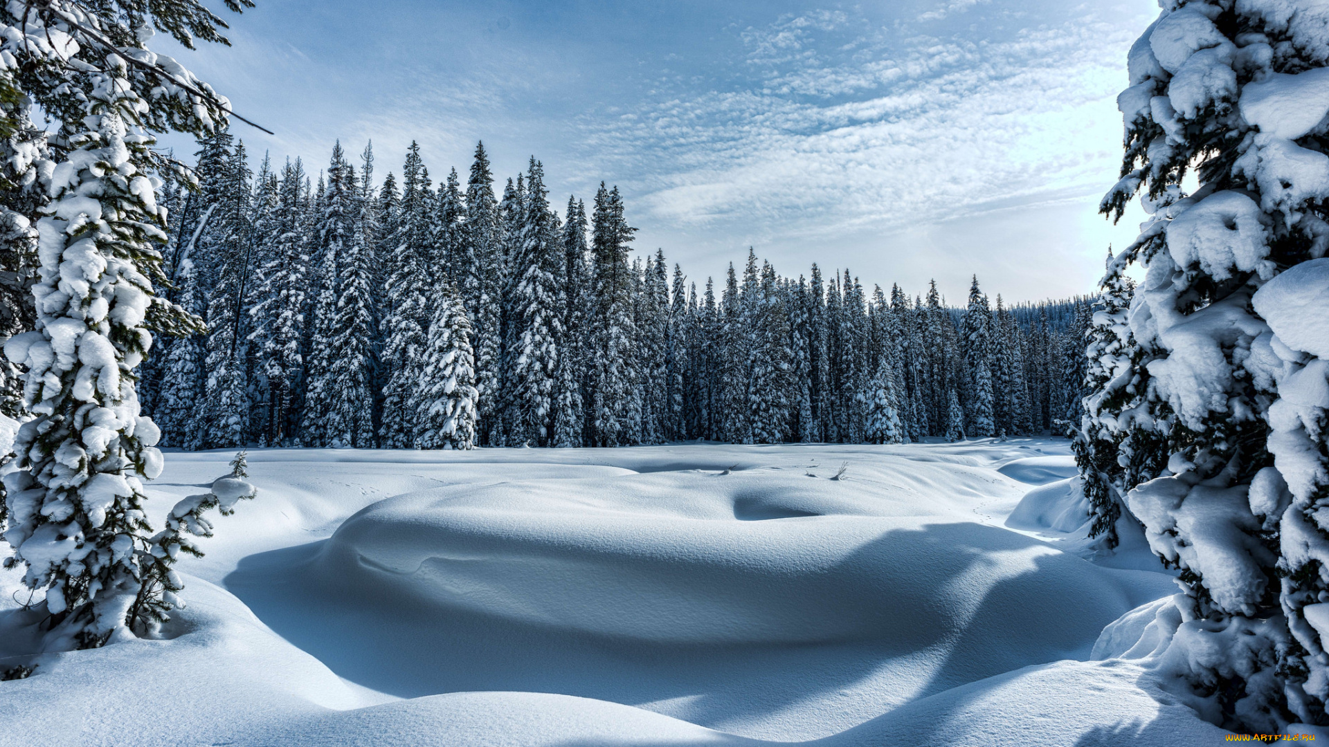 природа, зима, холод, лес, деревья, снег