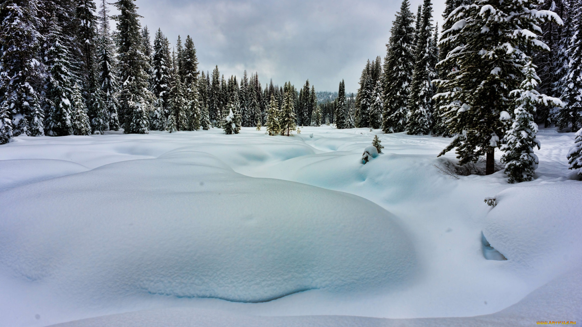 природа, зима, снег, деревья, холод, лес