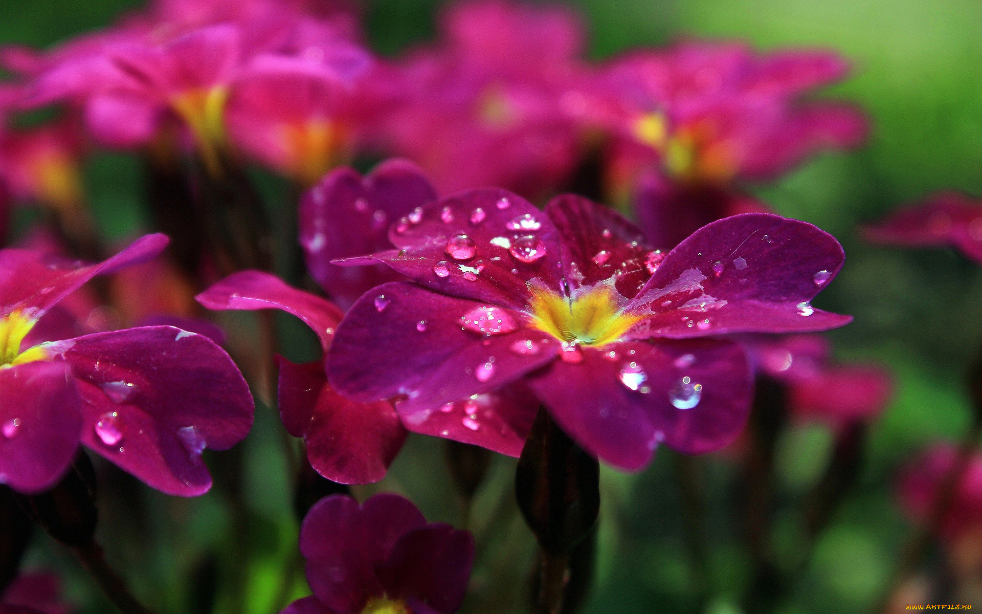 цветы, плюмерия, лепестки, клумба, роса, капли