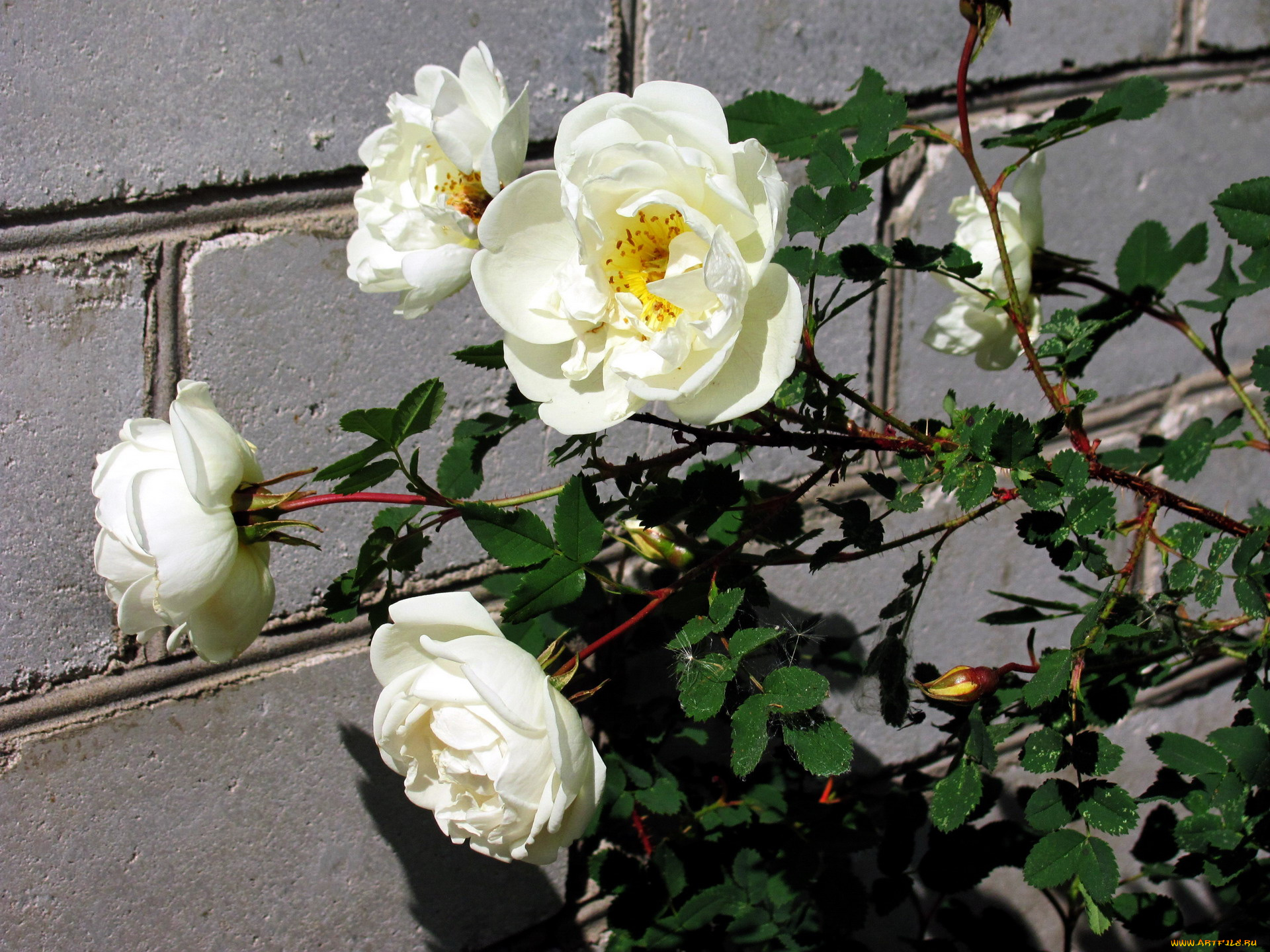 цветы, розы, белый