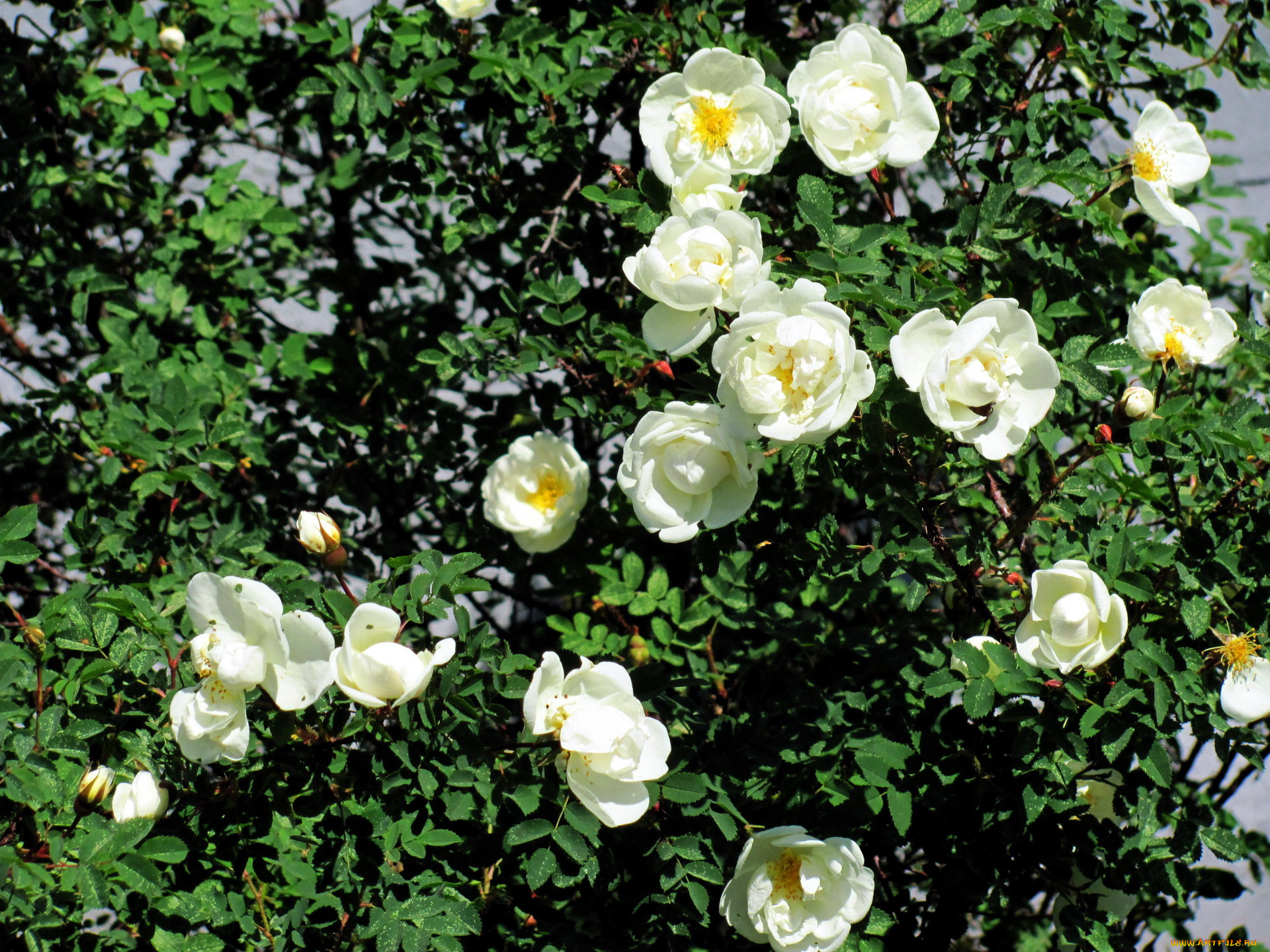 цветы, розы, белый