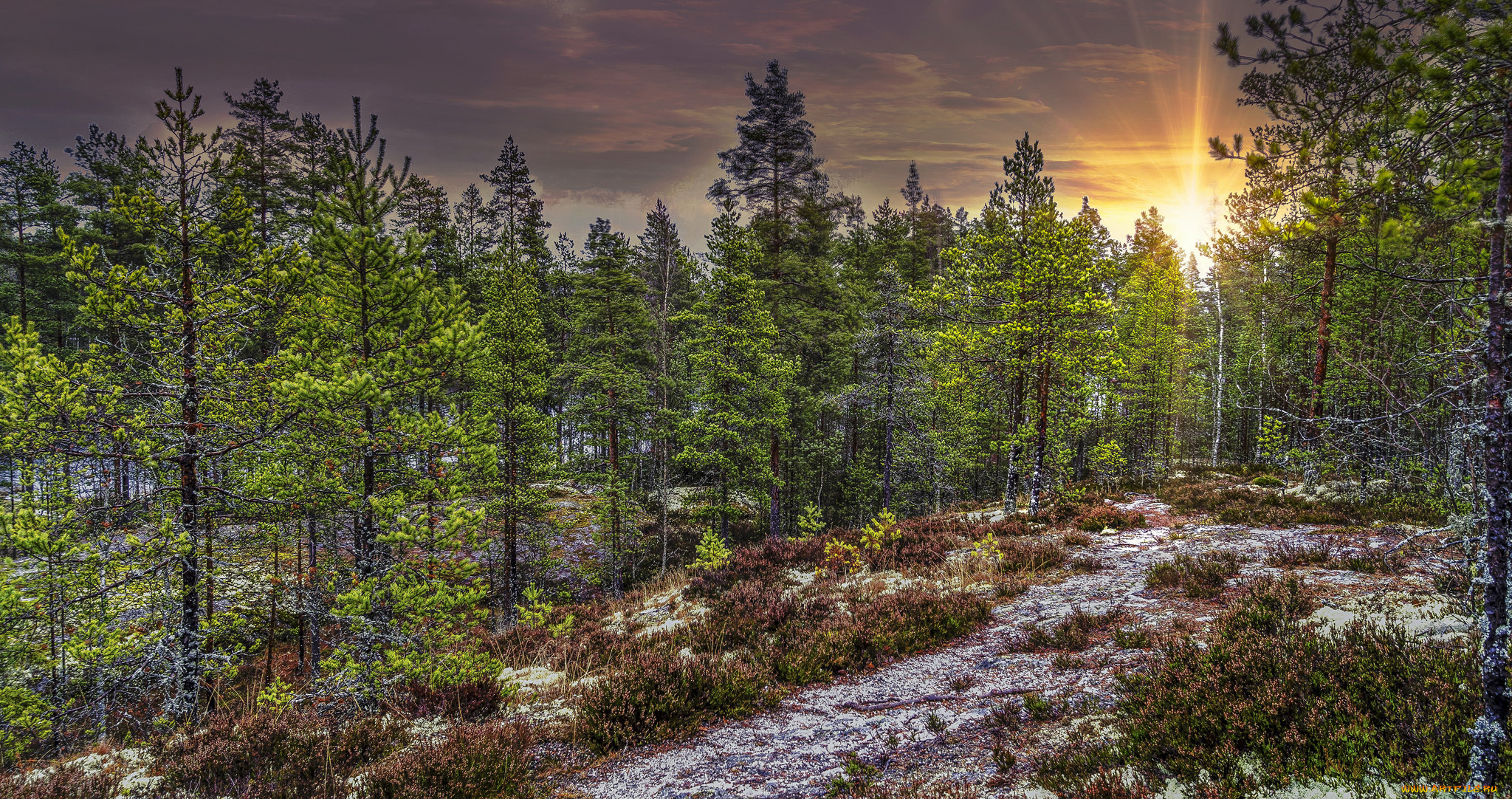 природа, лес, натура