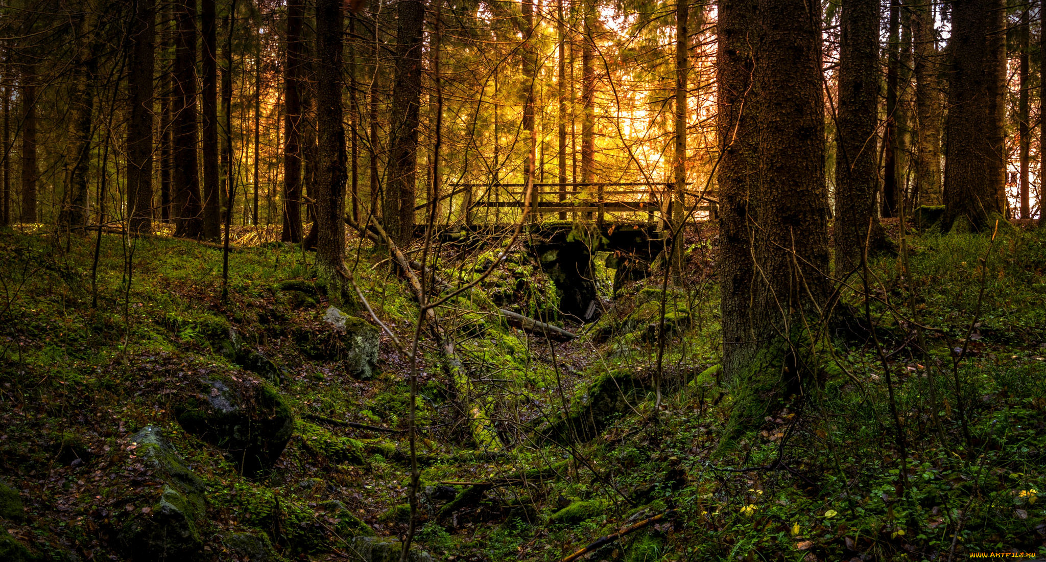 природа, лес, натура