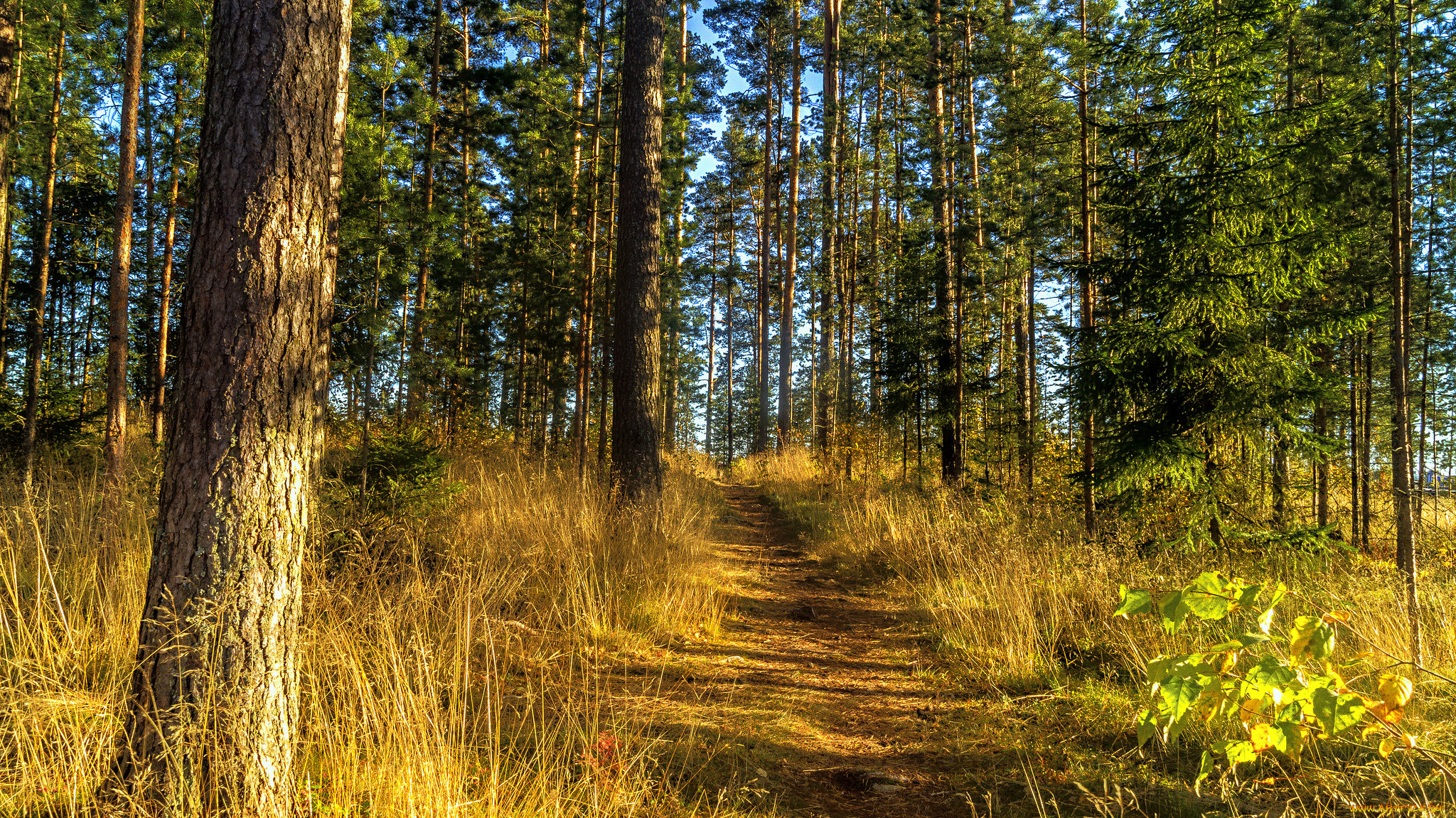 природа, лес, натура