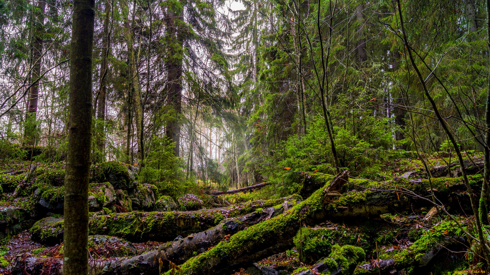 природа, лес, натура