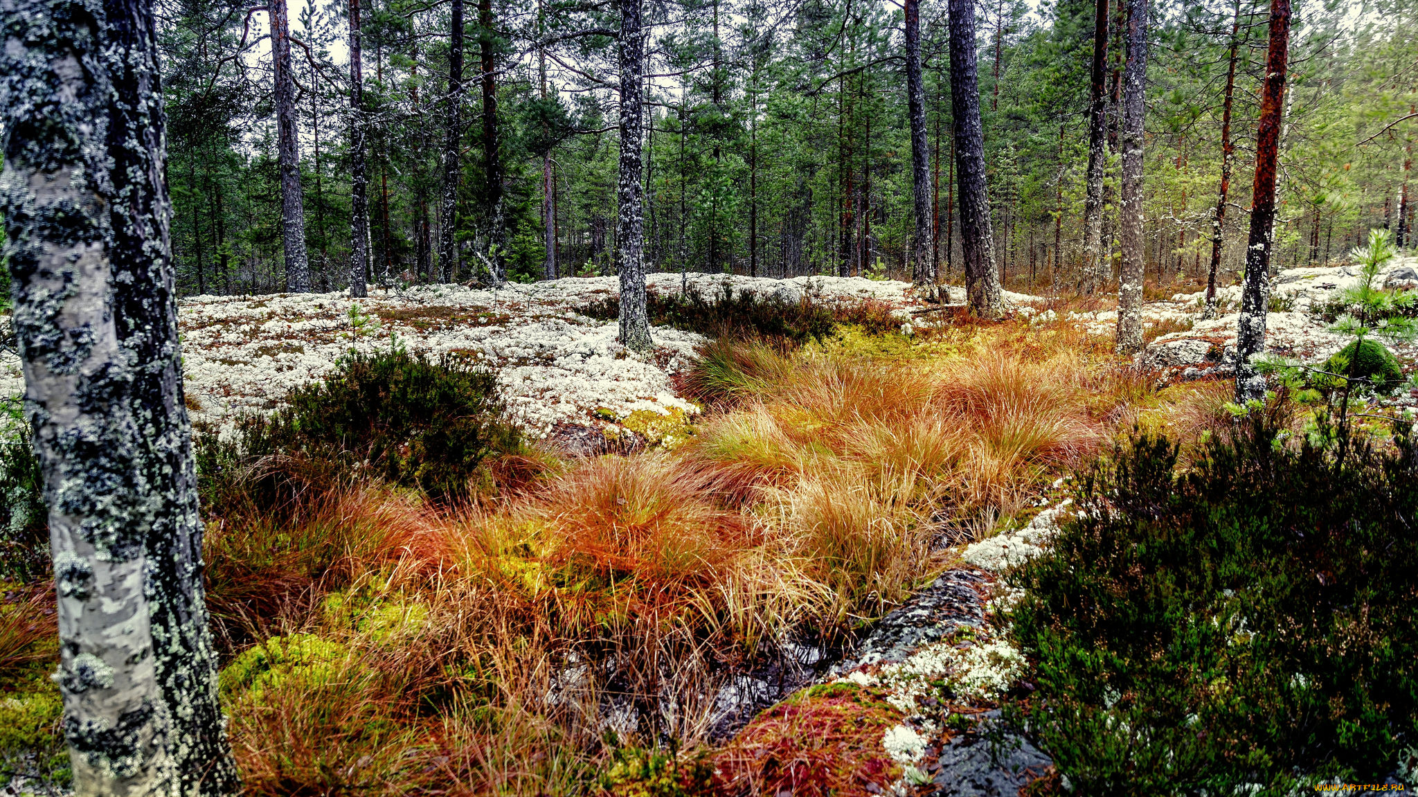 природа, лес, натура