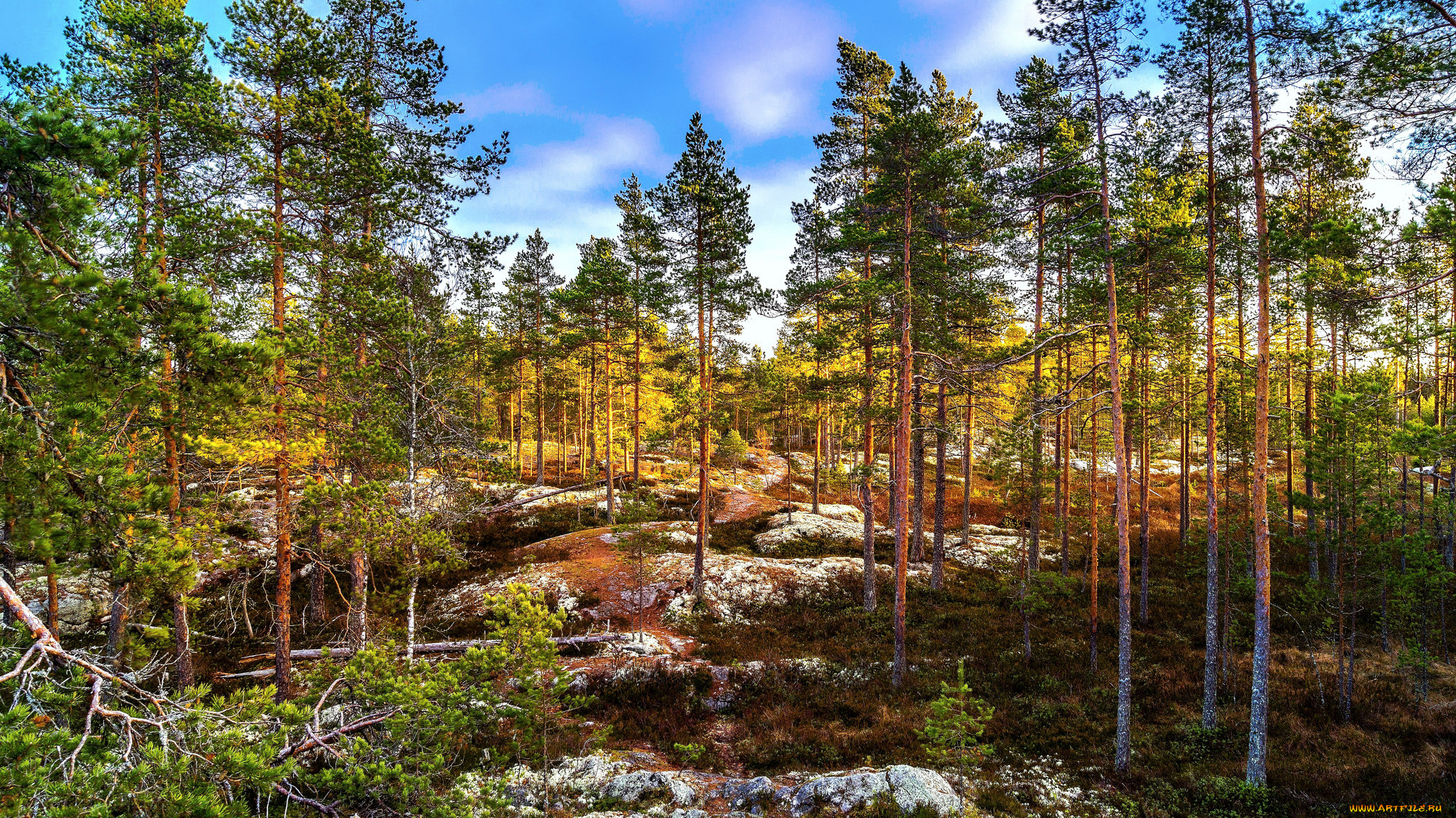 природа, лес, натура