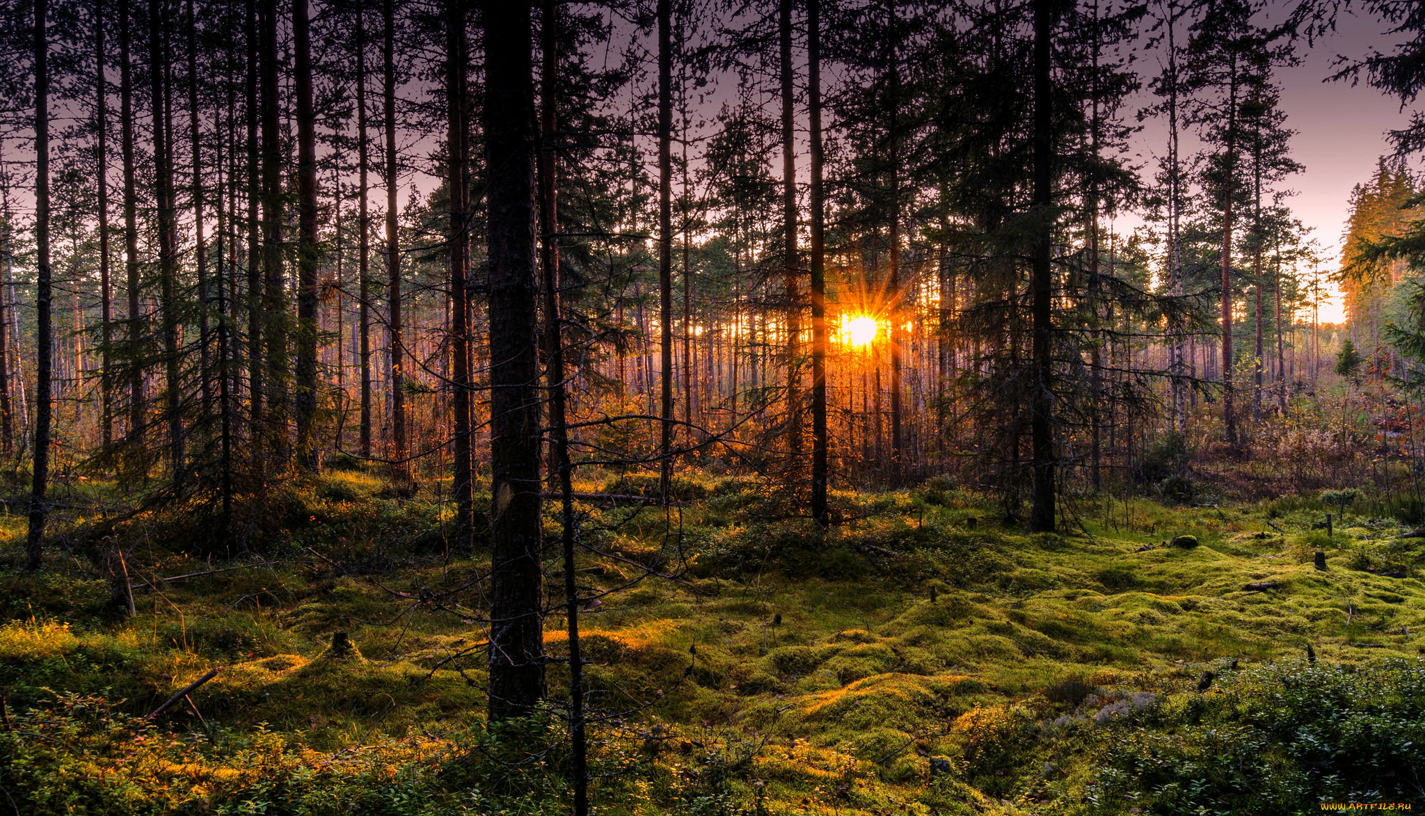 природа, лес, натура