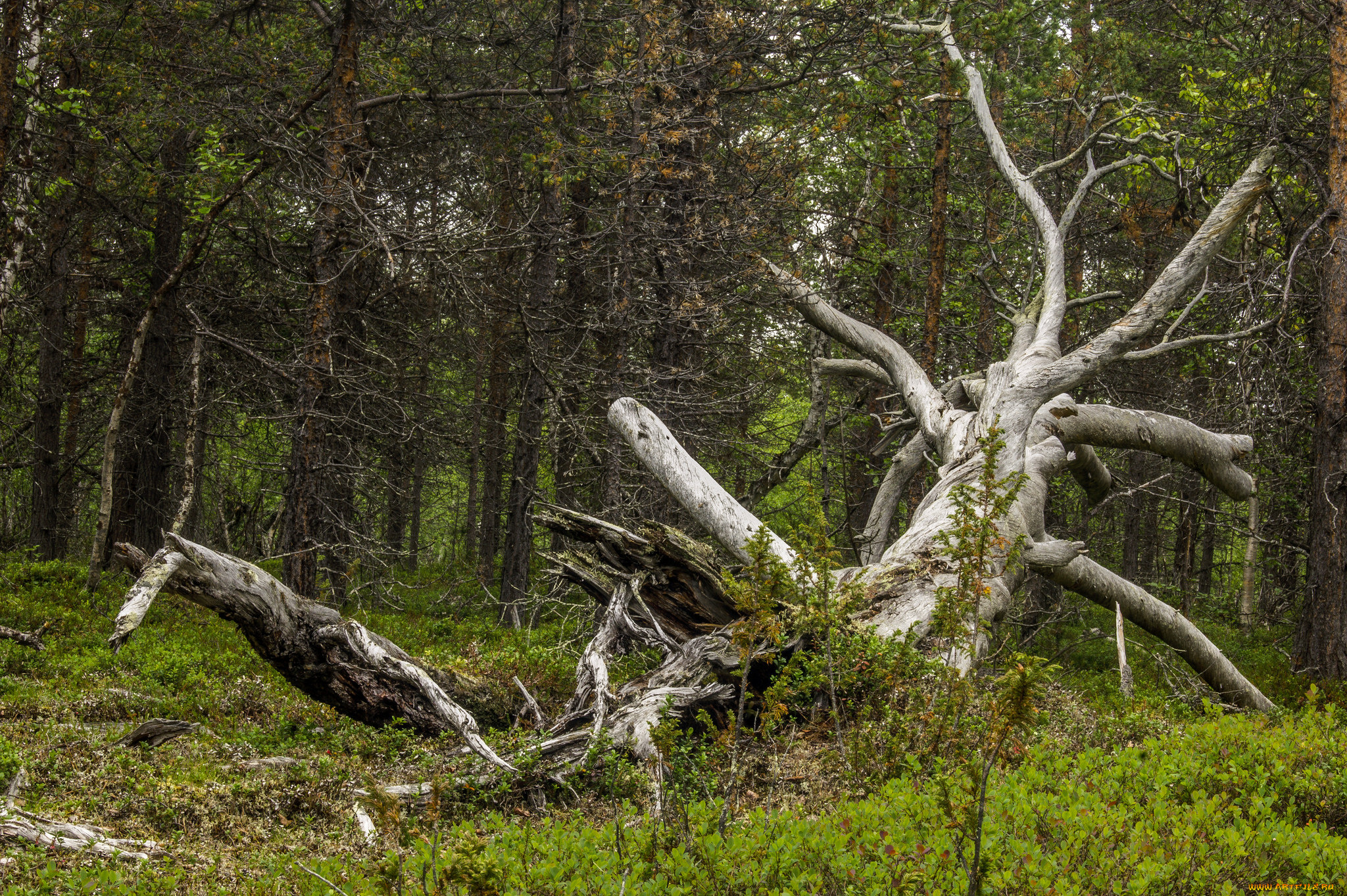 природа, лес, натура