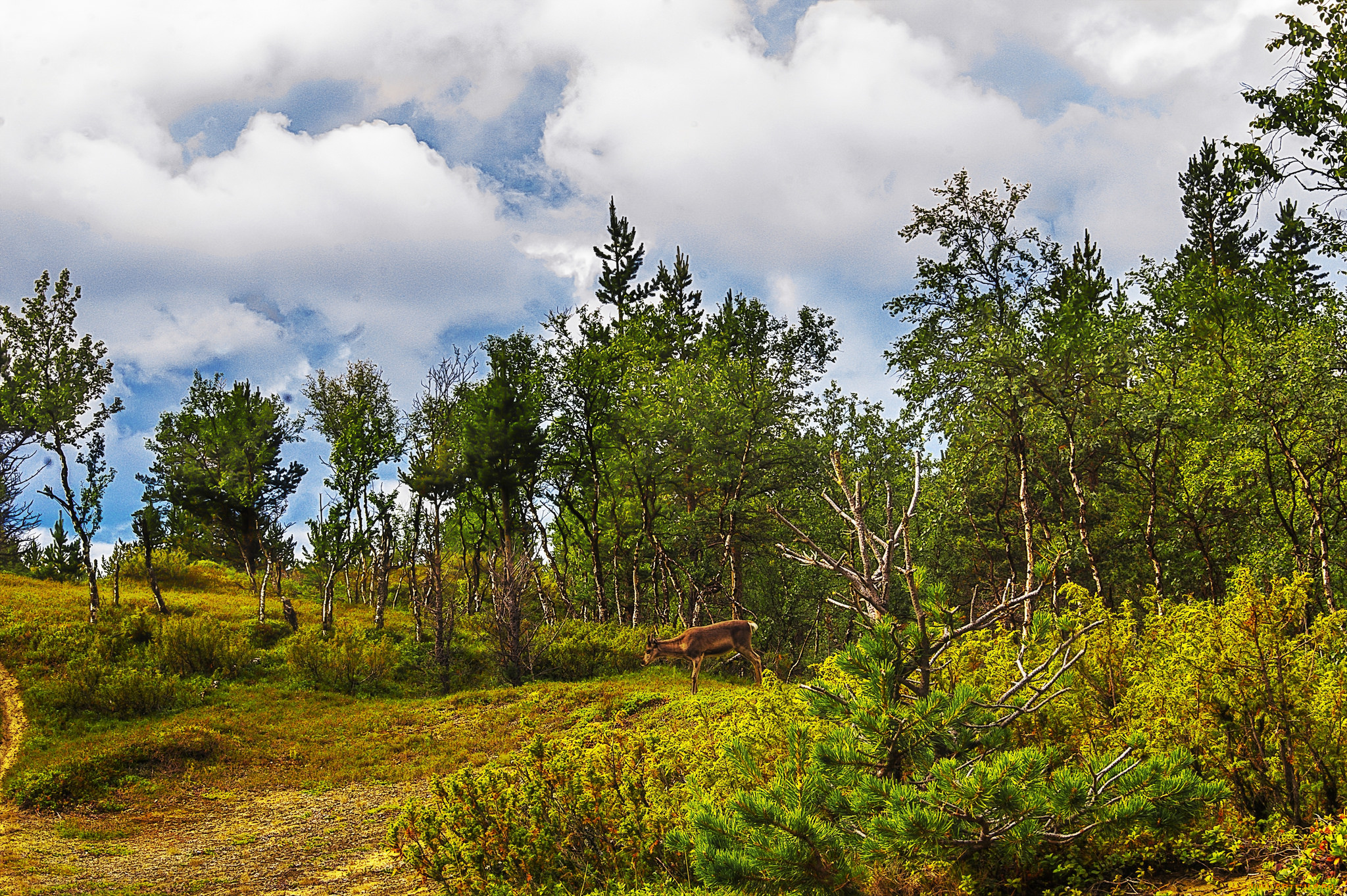 природа, лес, натура