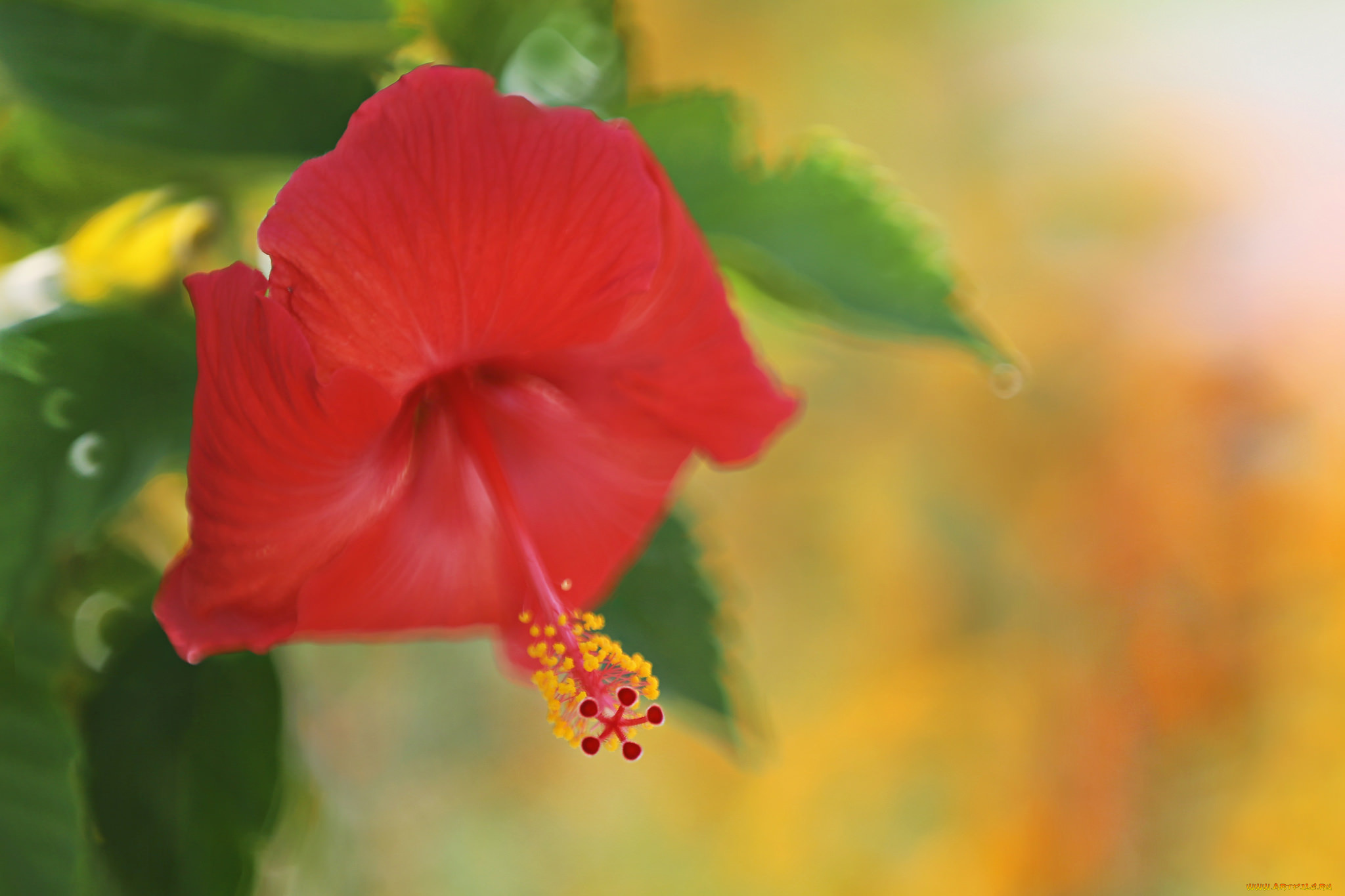 цветы, гибискусы, тычинки, цветение, ярко, лепестки, листики, гибискус