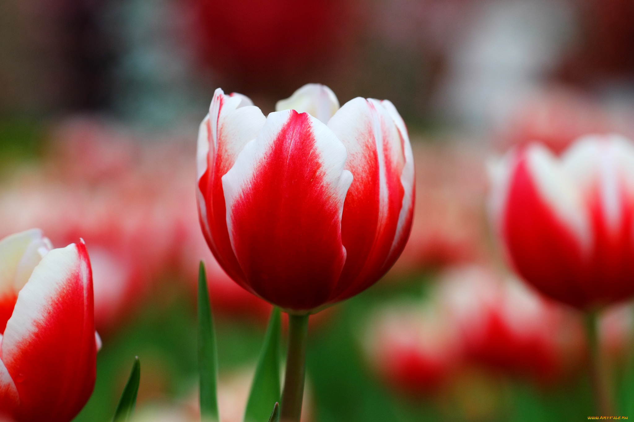 цветы, тюльпаны, нежность, цветение, лепестки