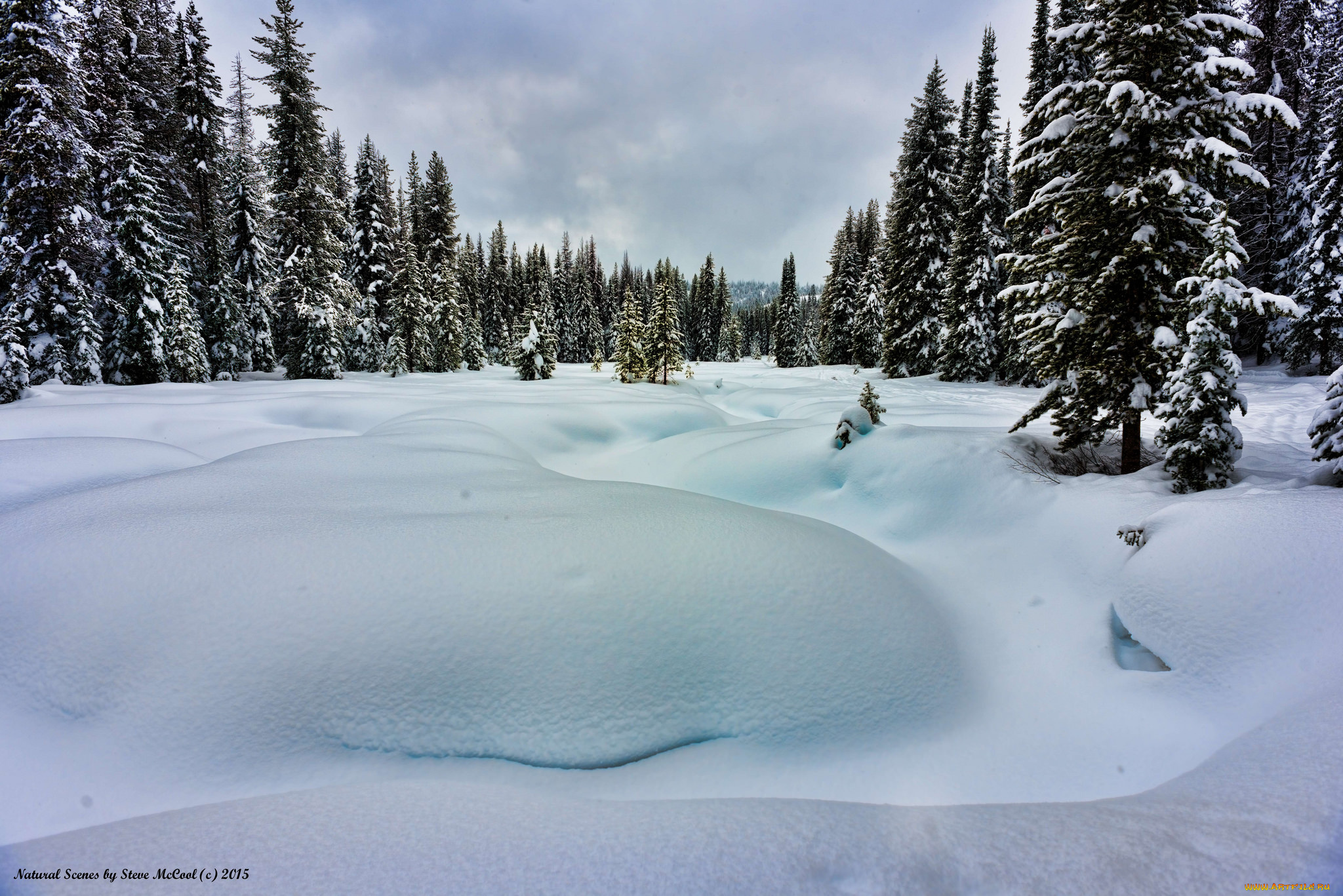 природа, зима, снег, деревья, холод, лес