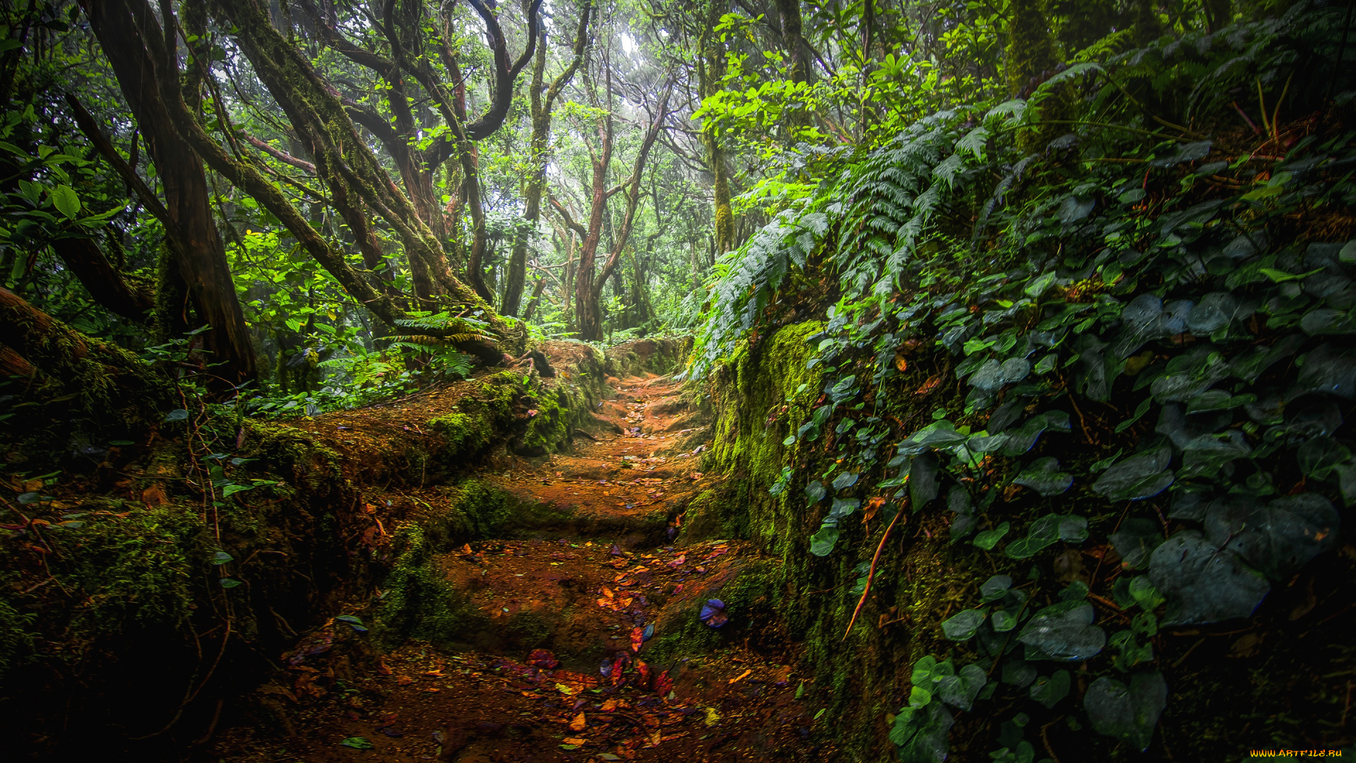 природа, дороги, тропинка, лес