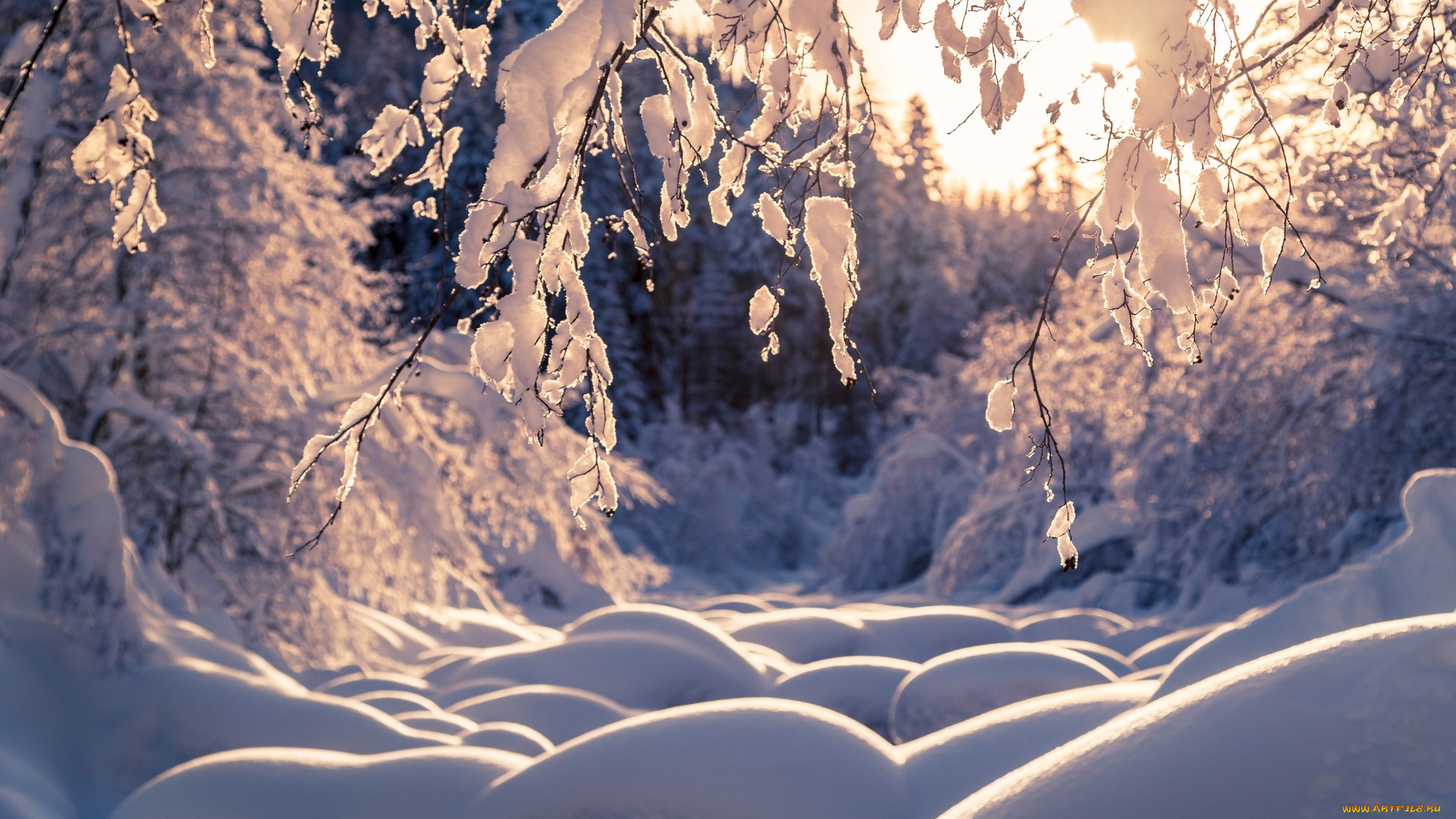 природа, зима, снег, сугробы, ветки